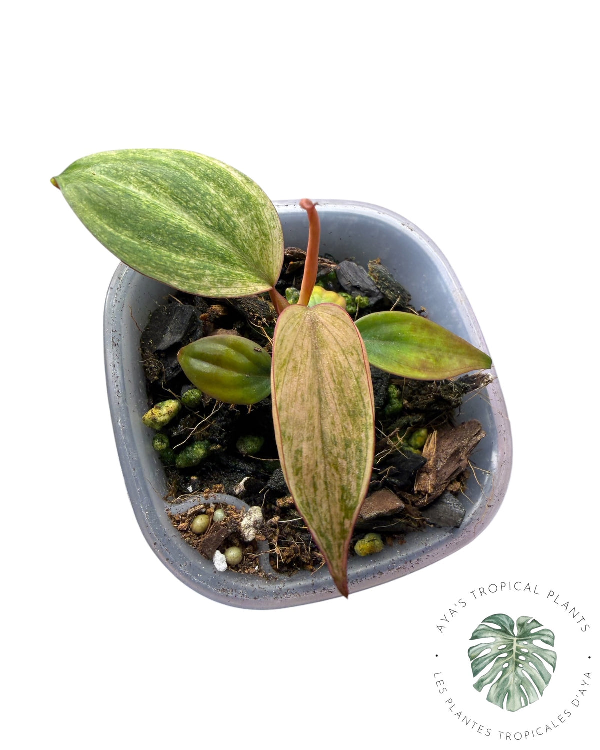Philodendron Pink Micans Mint
