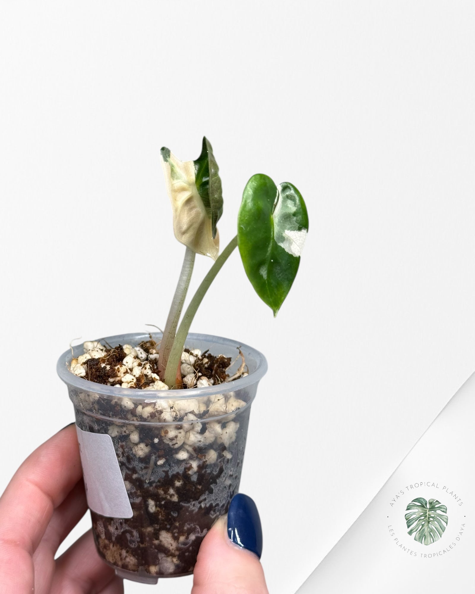 Alocasia Heart Balloon Pink variegated| Rare TC Plant| Aya's Tropical Plants