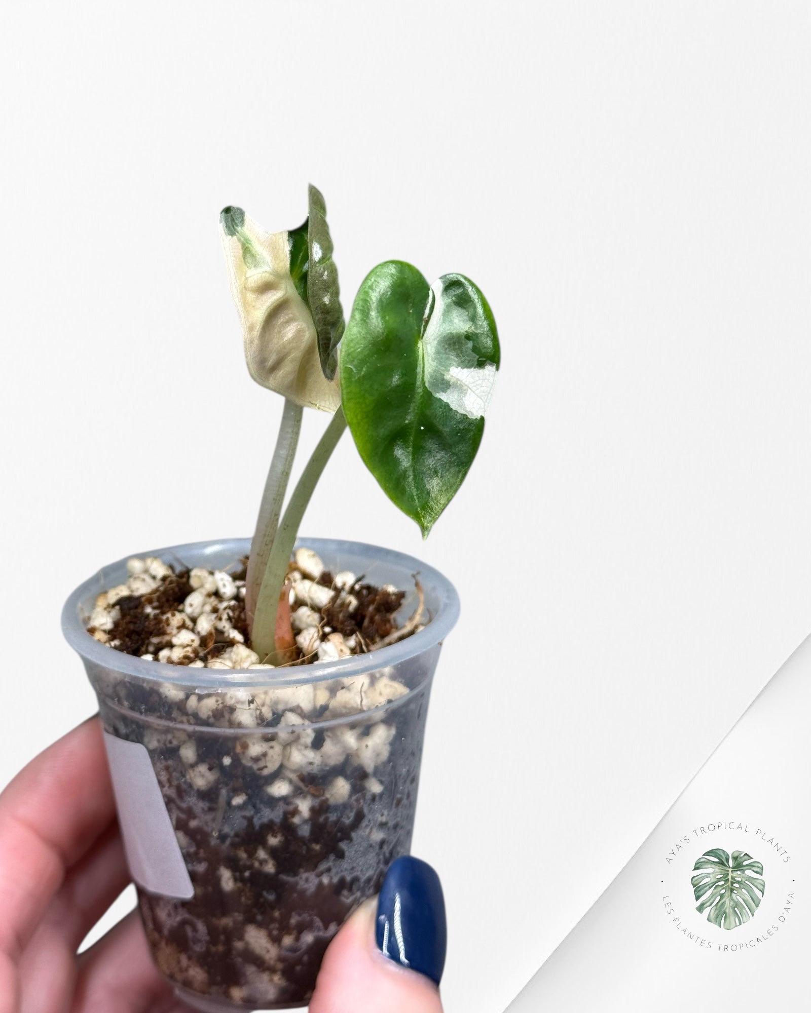 Alocasia Heart Balloon Pink variegated| Rare TC Plant| Aya's Tropical Plants