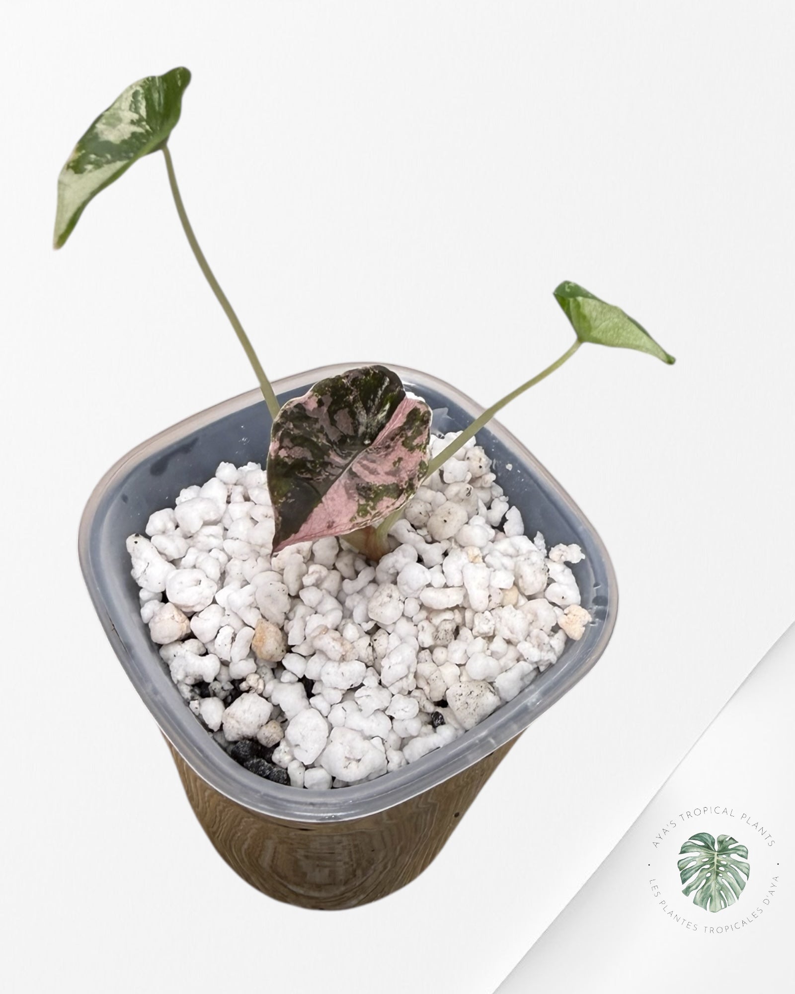 Alocasia Chantrieri Pink Variegated