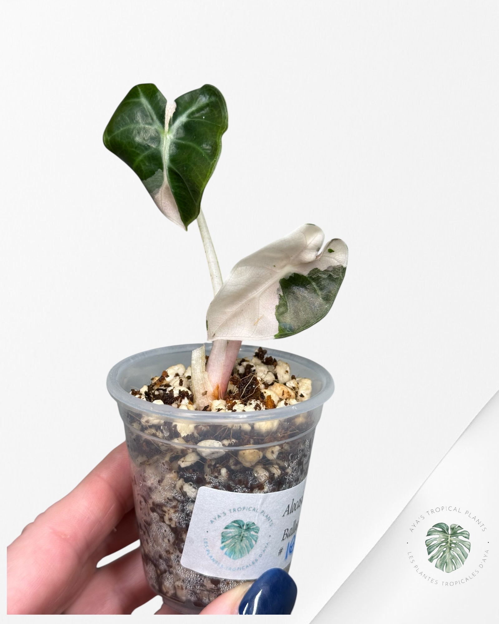 Alocasia Heart Balloon Pink variegated| Rare TC Plant| Aya's Tropical Plants