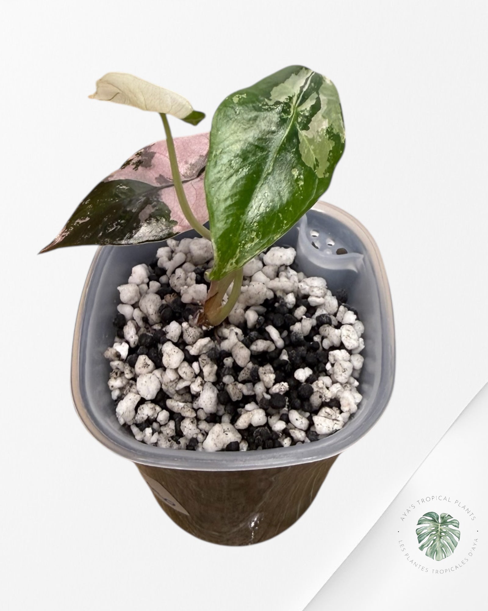 Alocasia Chantrieri Pink Variegated