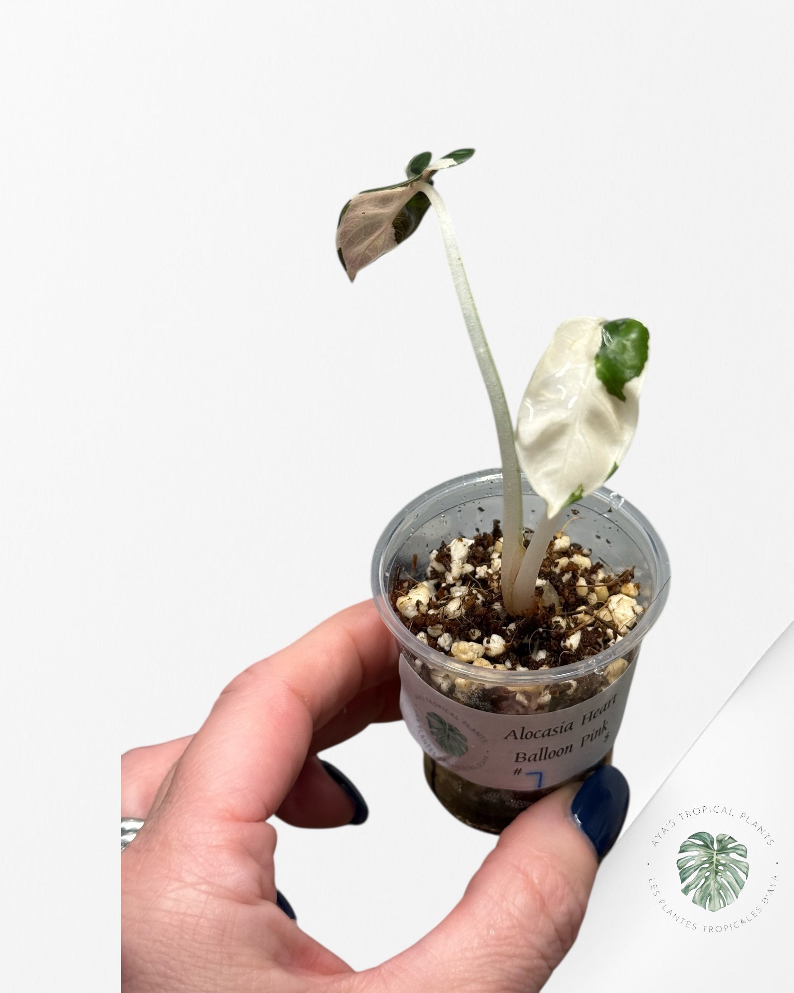 Alocasia Heart Balloon Pink variegated| Rare TC Plant| Aya's Tropical Plants