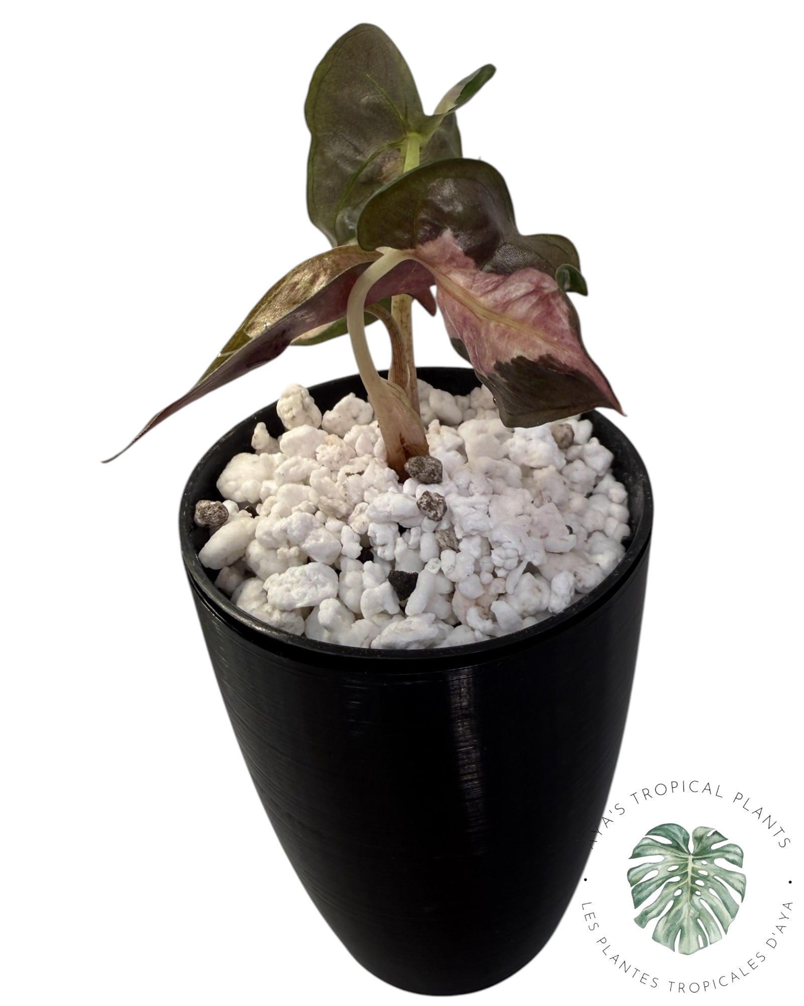 Alocasia Polly Lava Variegated