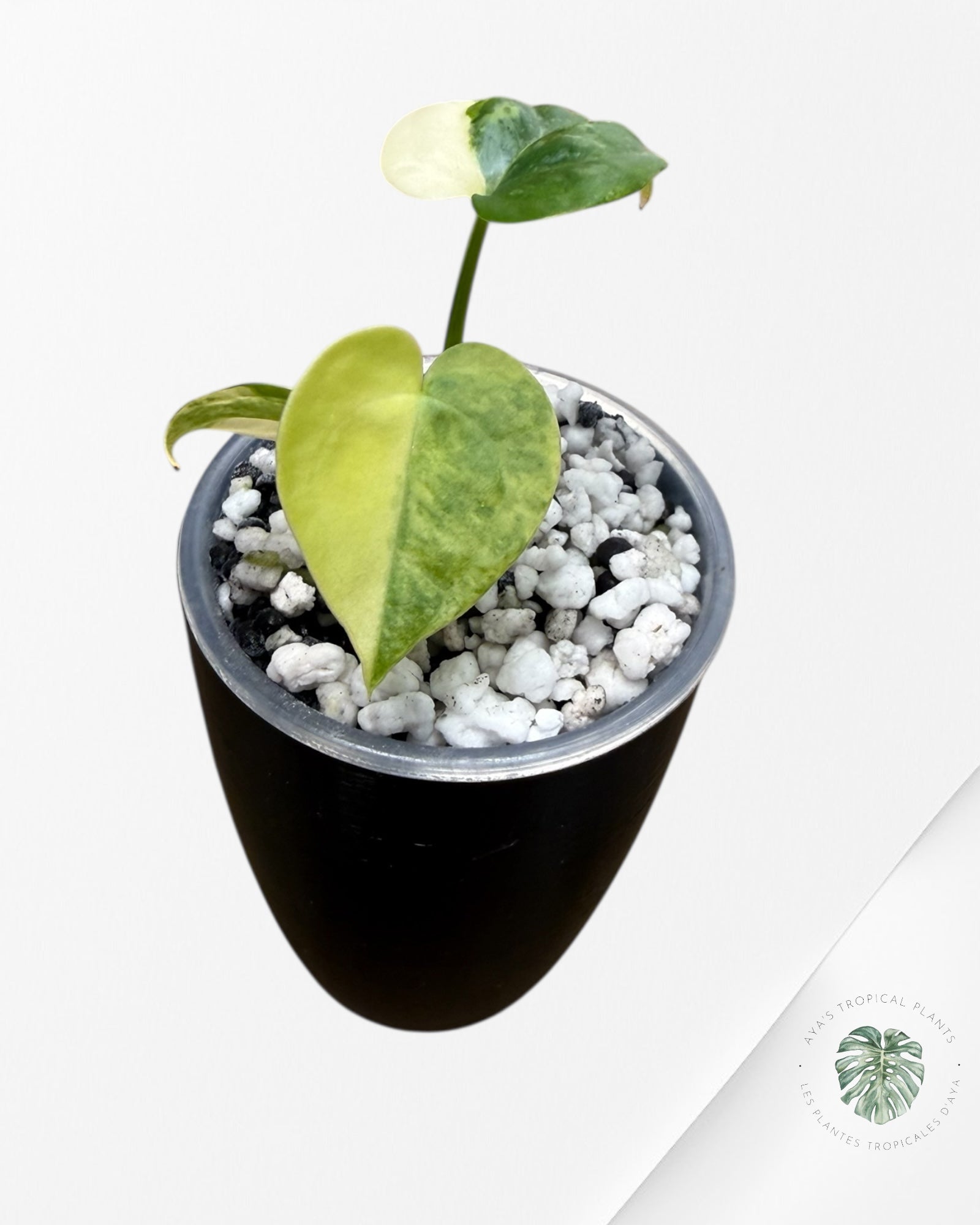 Anthurium Clarinervium Aurea Variegated