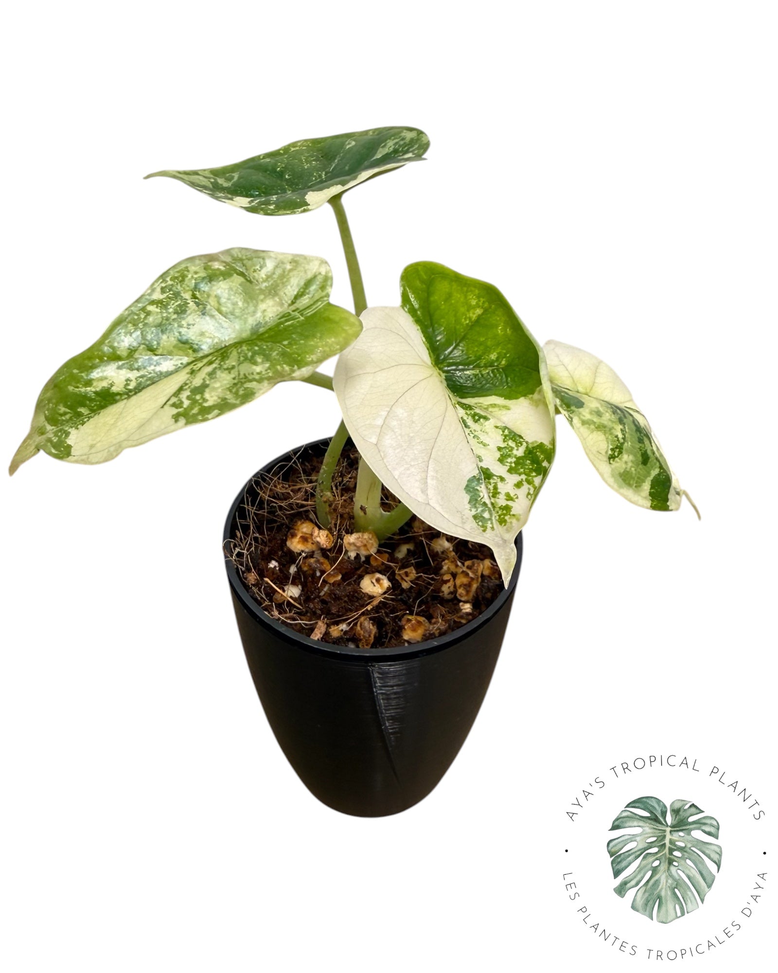 Alocasia Dragon Scale Albo Variegated