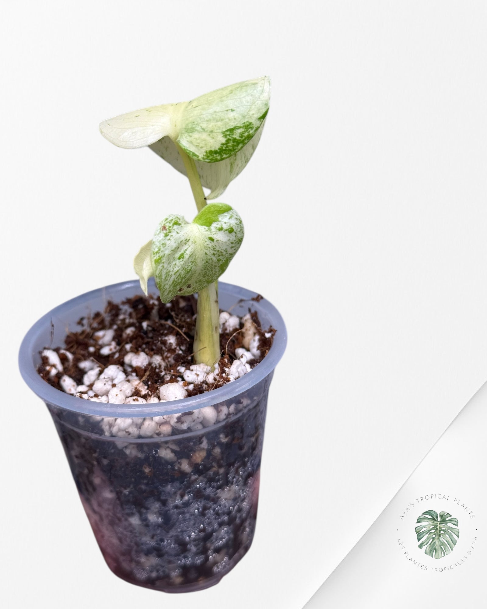 Monstera Menthe Blanche | Plante TC Rare | Plantes Tropicales d'Aya