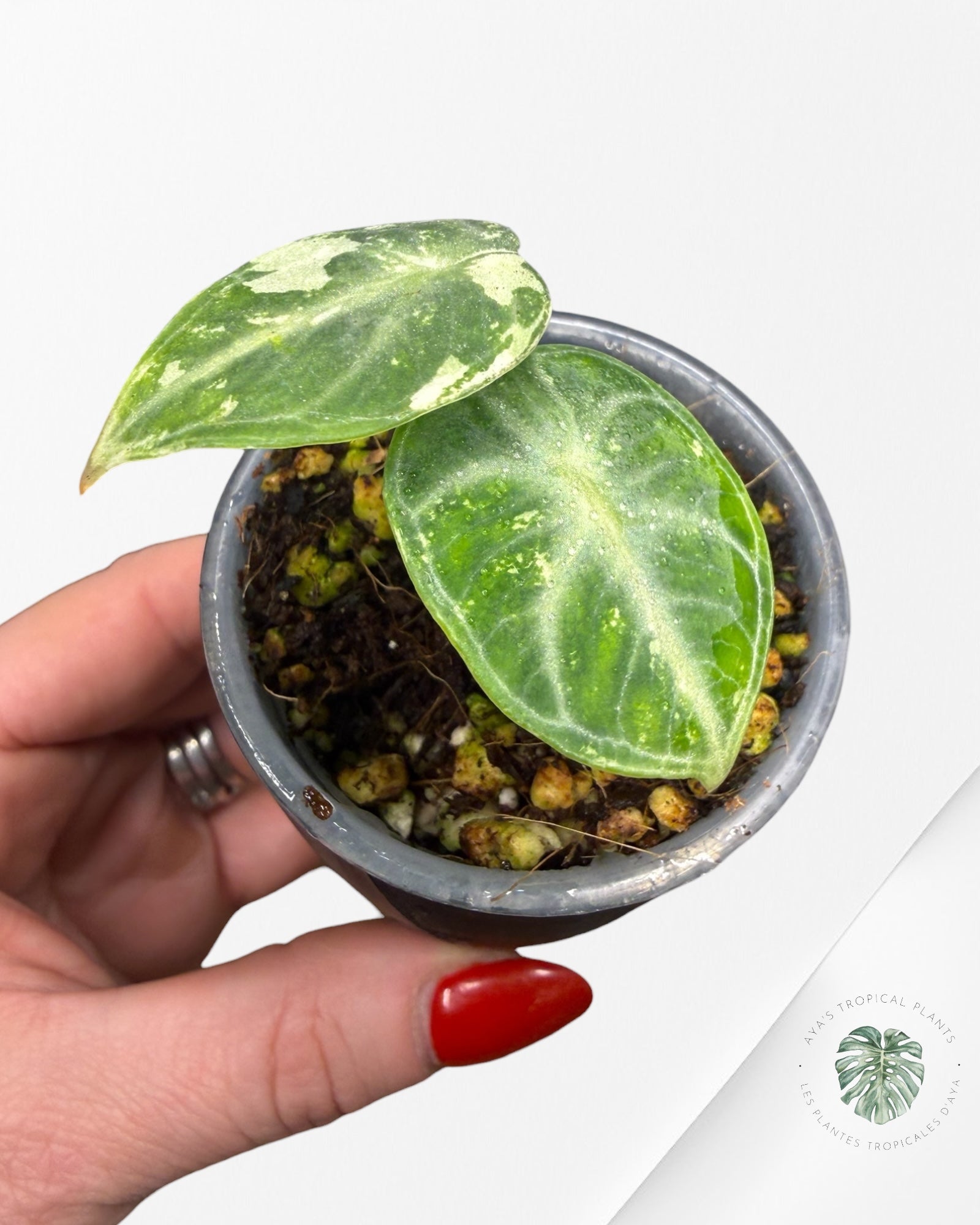 Alocasia Ninja Albo Variegated