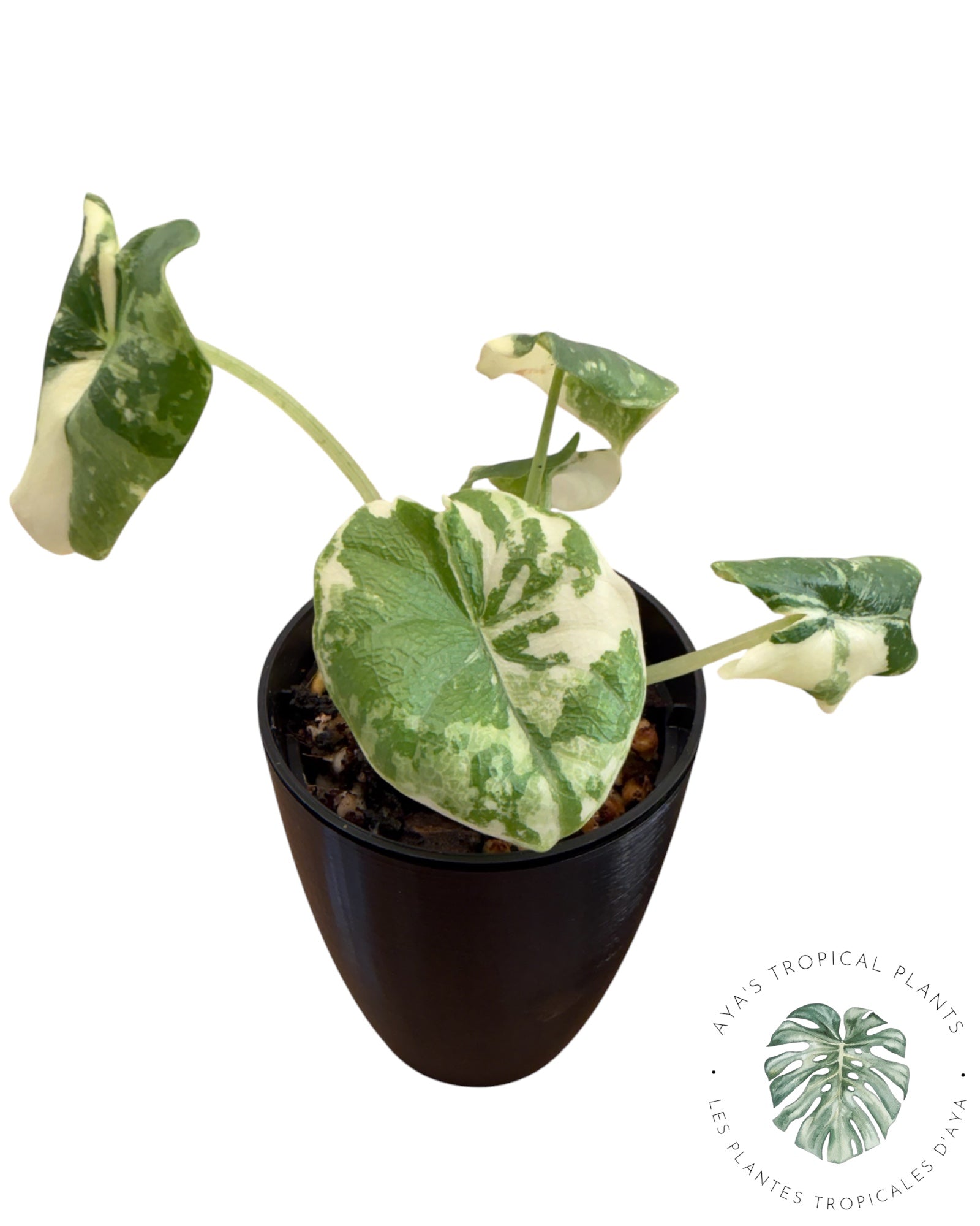 Alocasia Melo Albo Variegated