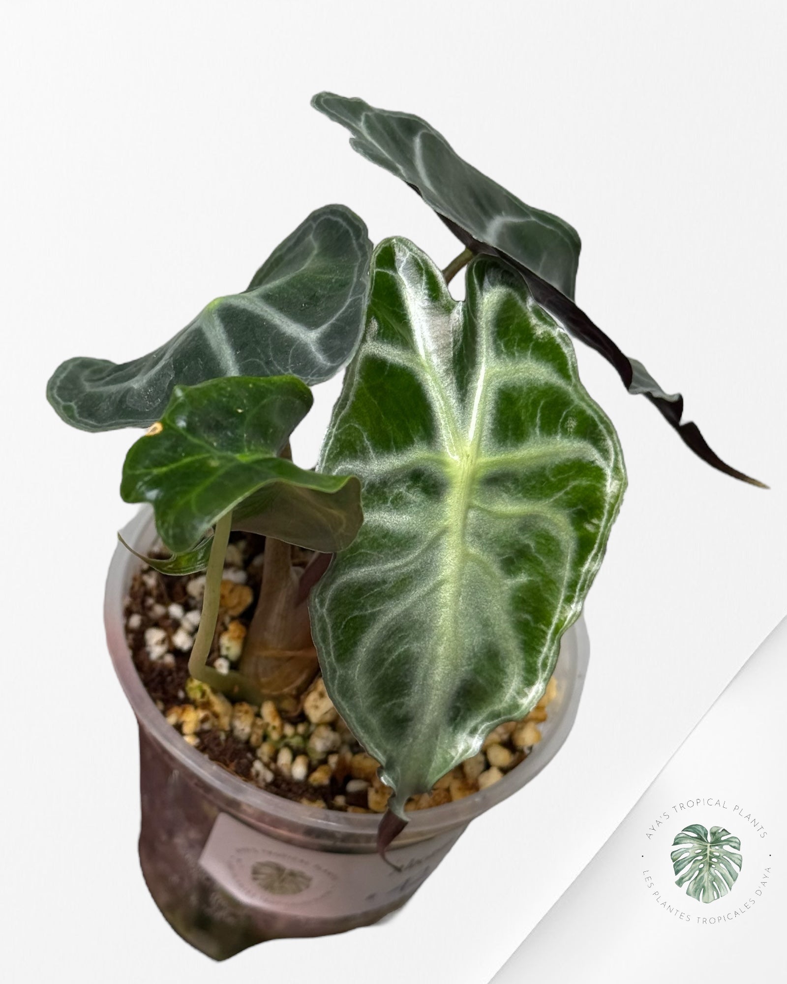 Alocasia Venom| Rare TC Plant| Aya's Tropical Plants