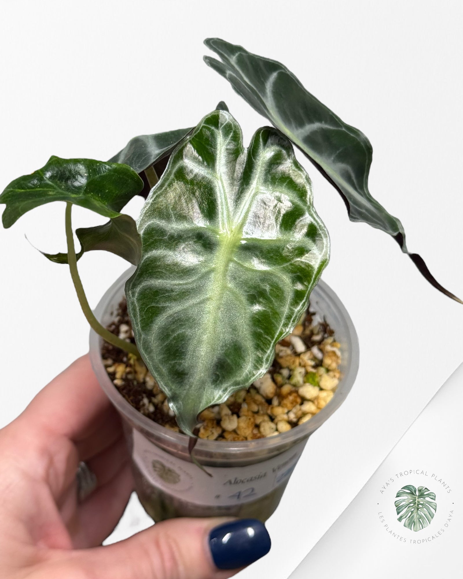 Alocasia Venom| Rare TC Plant| Aya's Tropical Plants