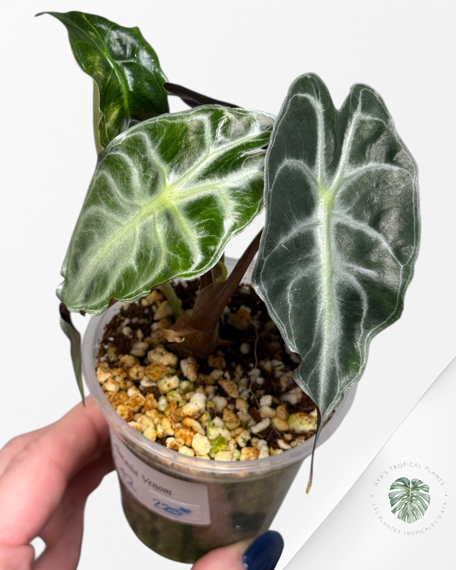 Alocasia Venom| Rare TC Plant| Aya's Tropical Plants