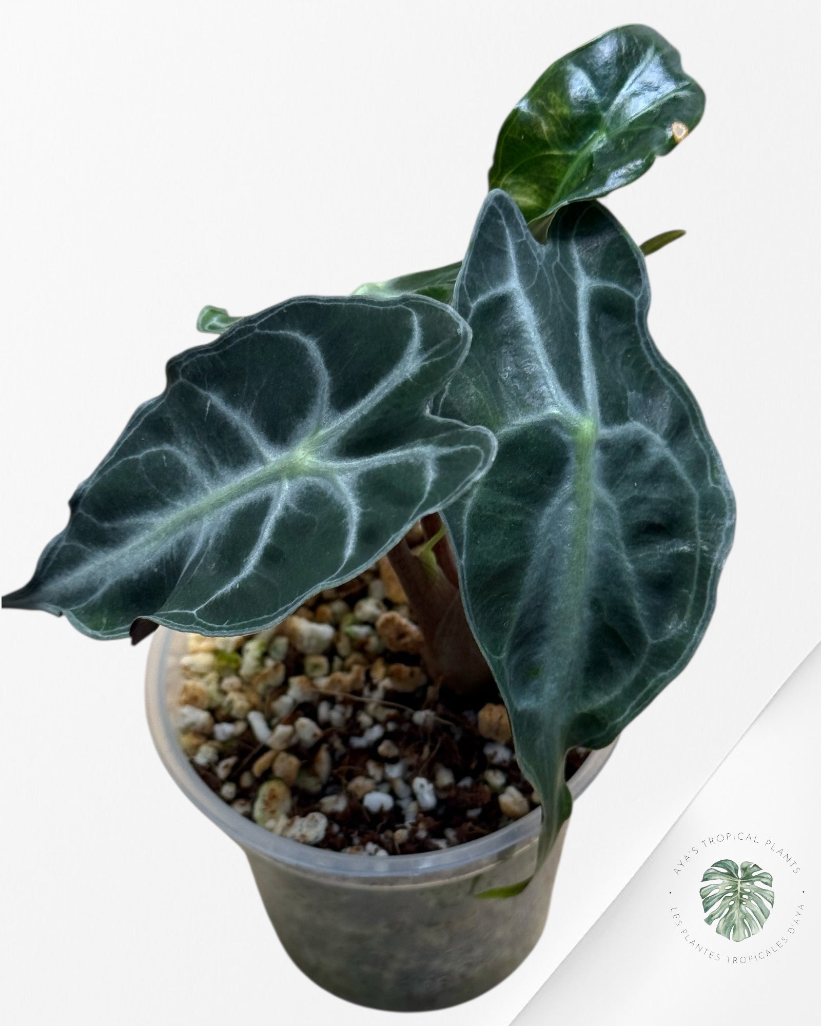 Alocasia Venom| Rare TC Plant| Aya's Tropical Plants