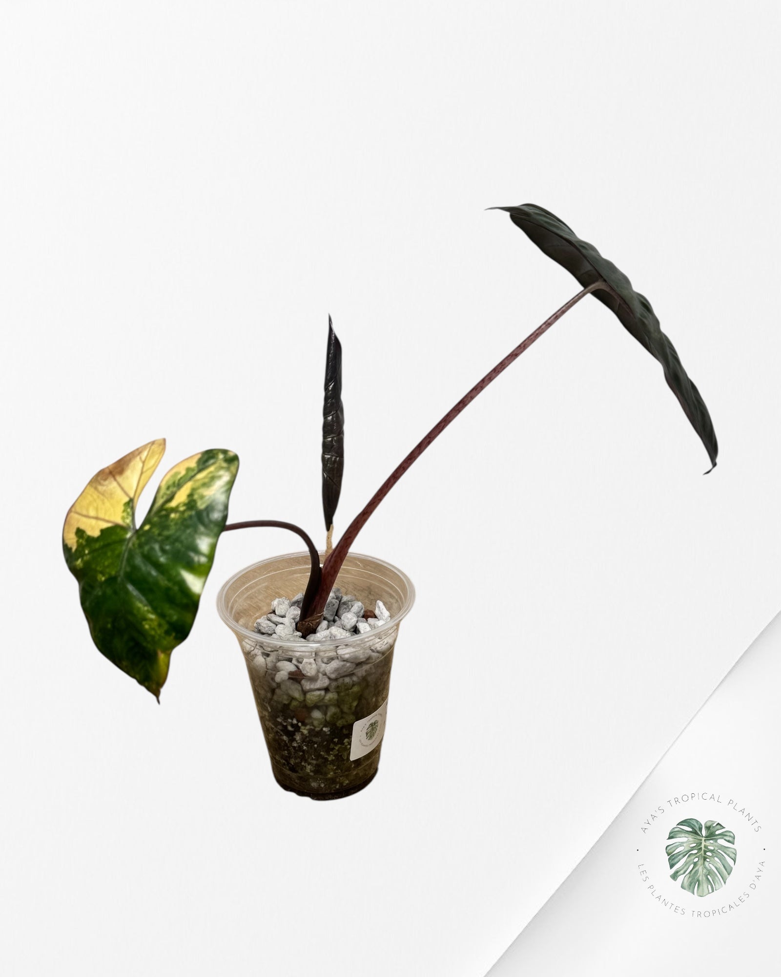 Alocasia Yucatan Aurea - 2