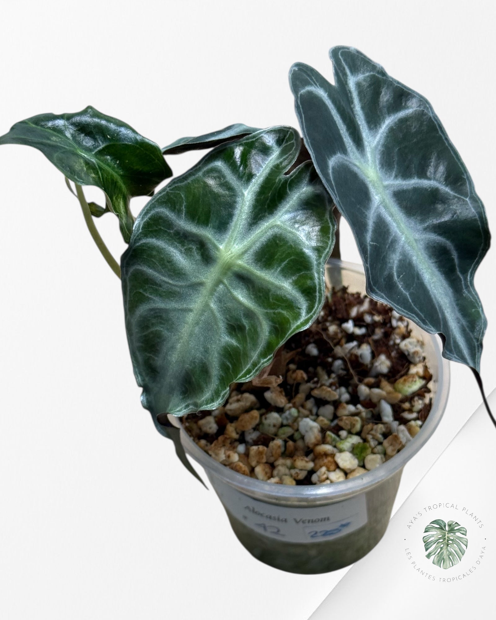 Alocasia Venom| Rare TC Plant| Aya's Tropical Plants