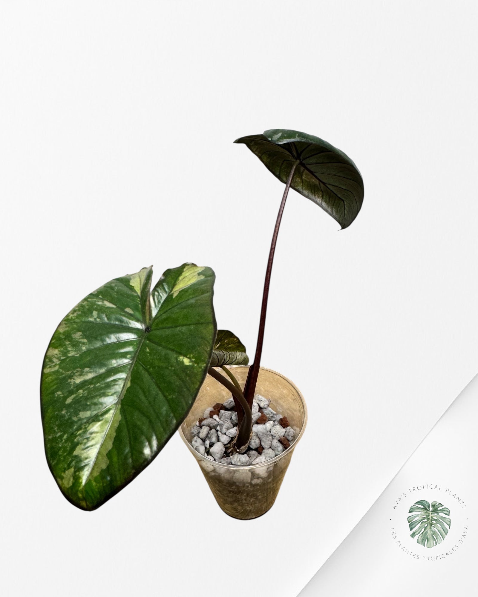 Alocasia Yucatan Aurea - 1