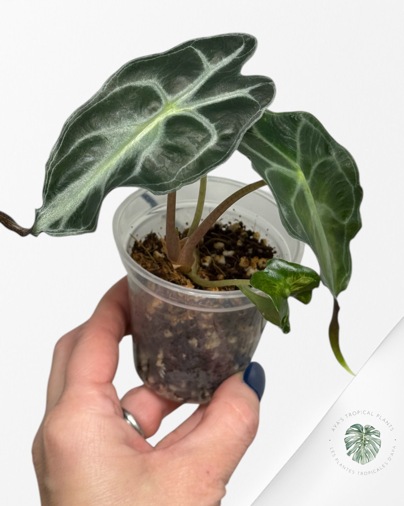 Alocasia Venom| Rare TC Plant| Aya's Tropical Plants