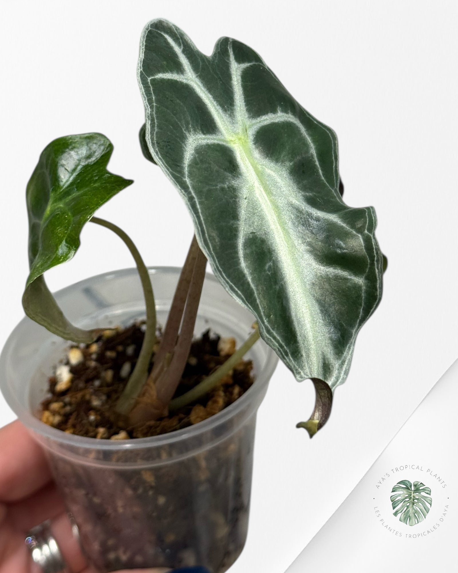 Alocasia Venom| Rare TC Plant| Aya's Tropical Plants