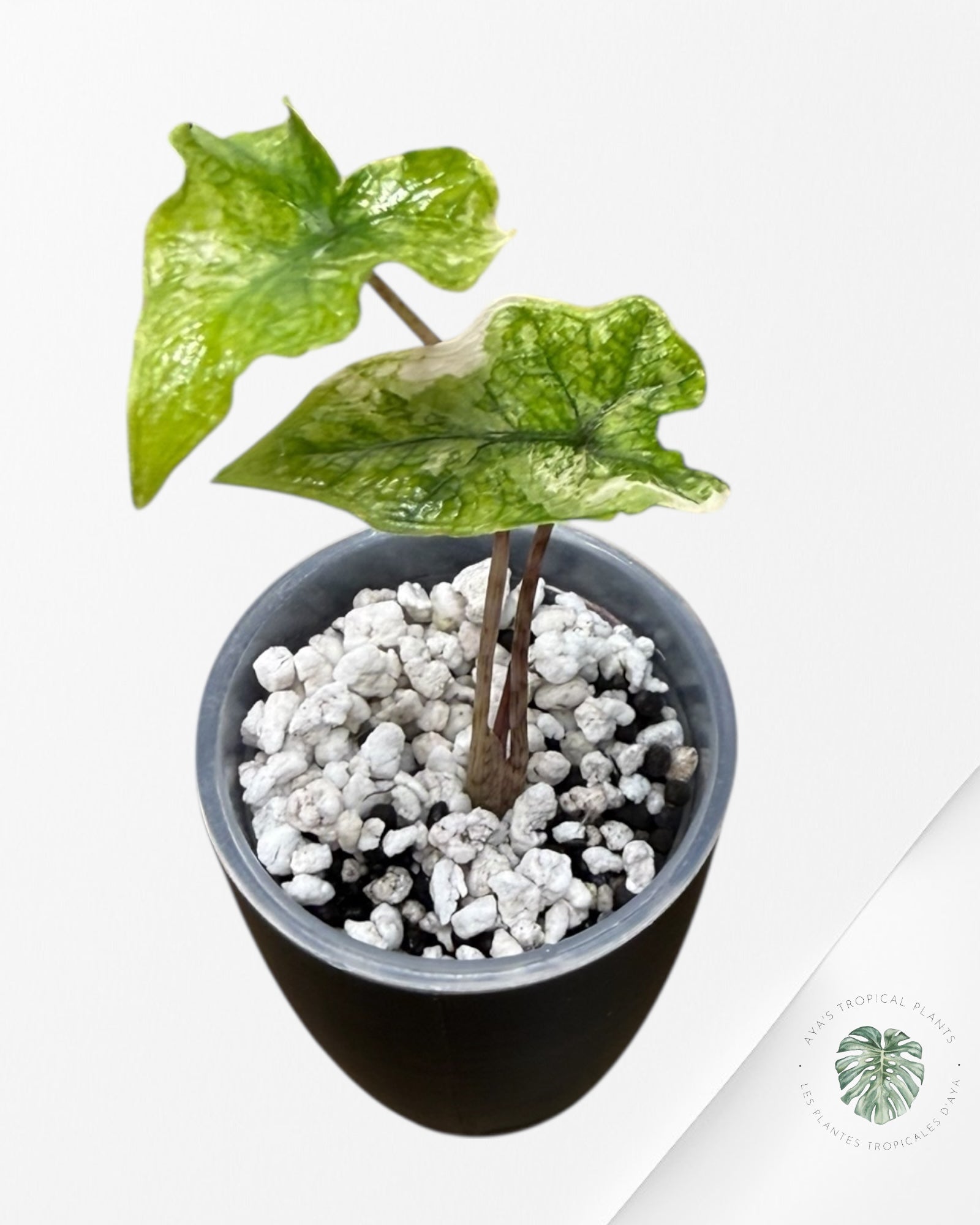 Alocasia Jacklyn Mystic Variegated