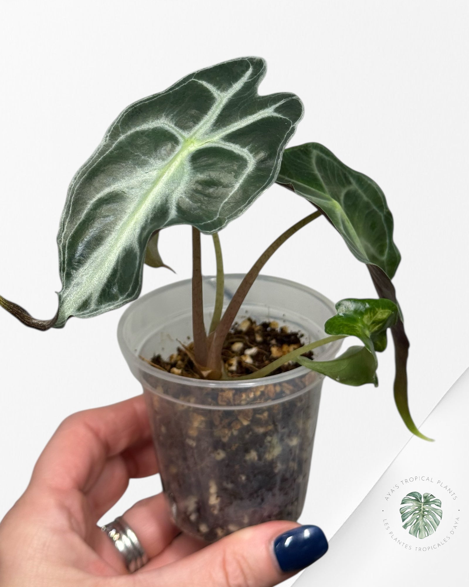 Alocasia Venom| Rare TC Plant| Aya's Tropical Plants