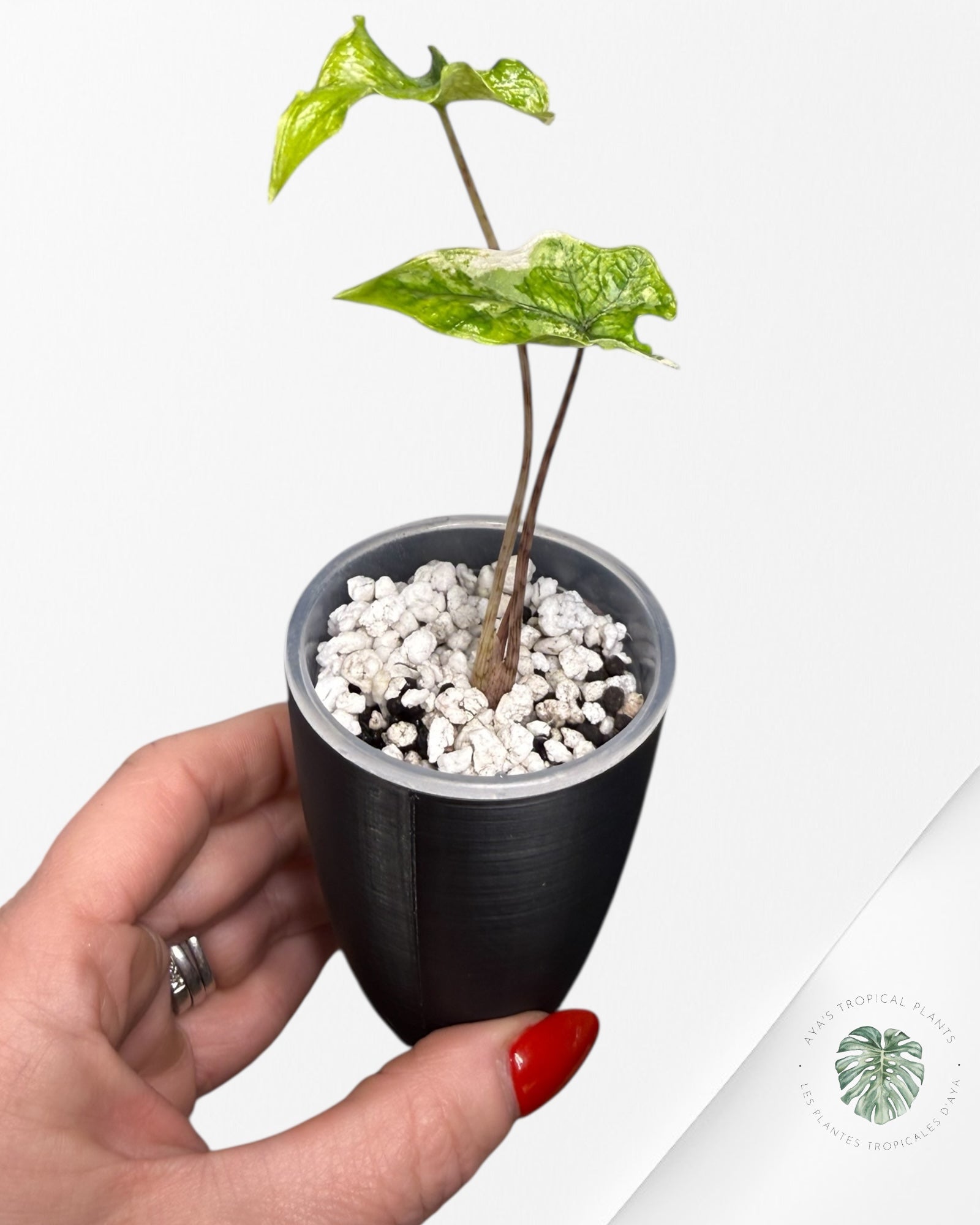 Alocasia Jacklyn Mystic Variegated