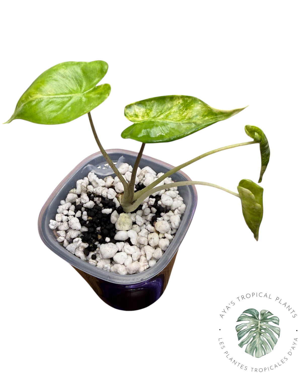 Alocasia Macrorrhizos โShock Treatmentโ Aurea Variegated