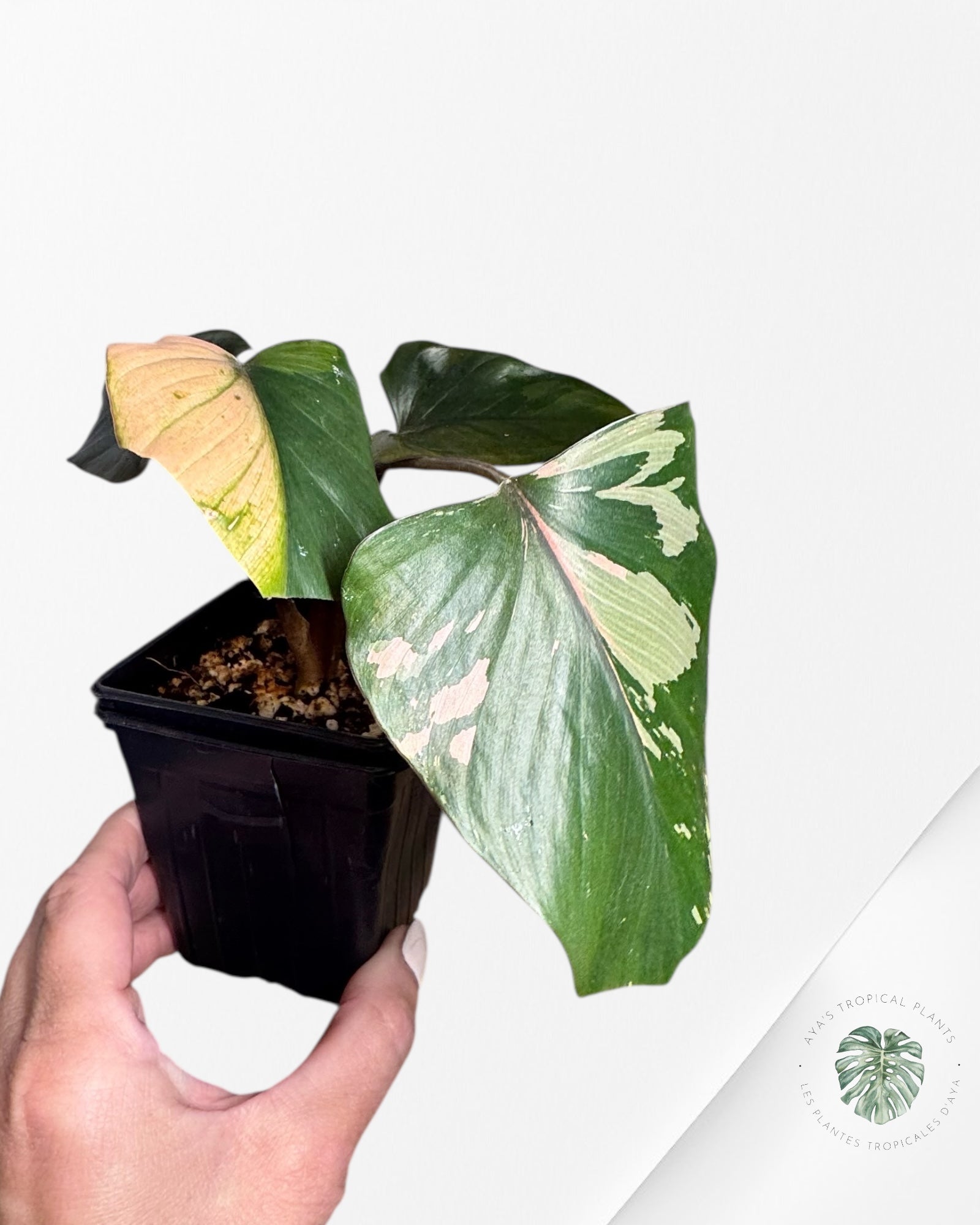 Homalomena Pink Diamond - G11