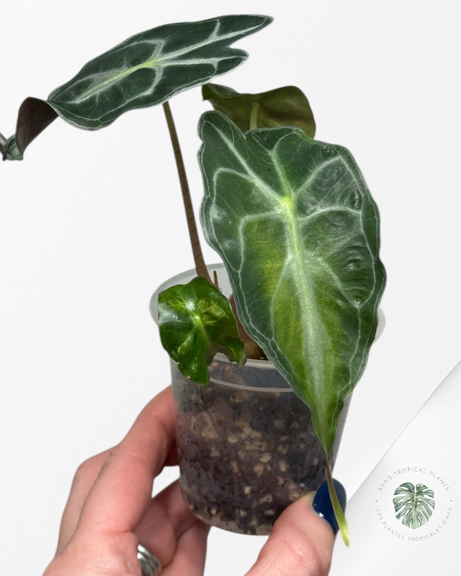 Alocasia Venom| Rare TC Plant| Aya's Tropical Plants