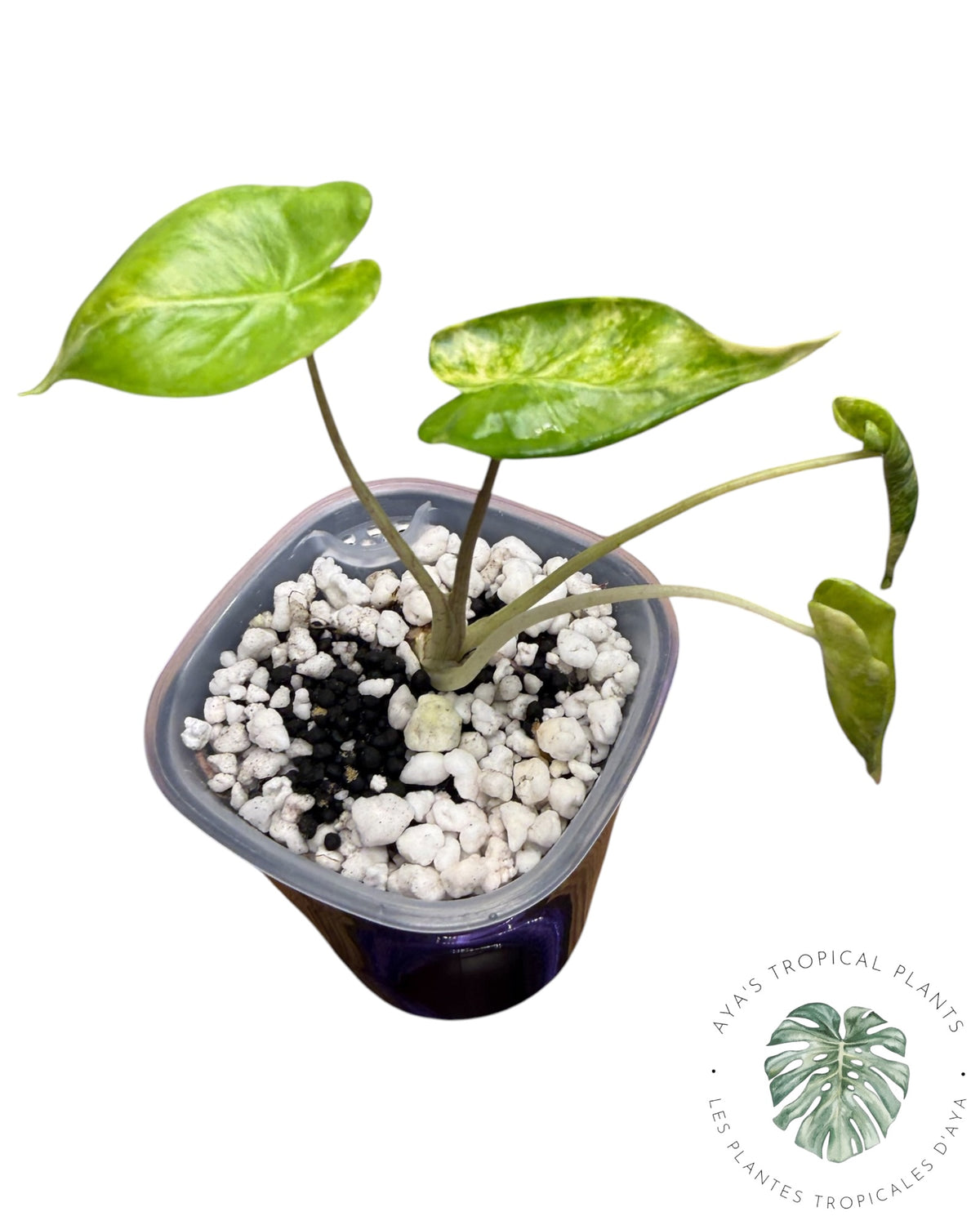 Alocasia Macrorrhizos โShock Treatmentโ Aurea Variegated