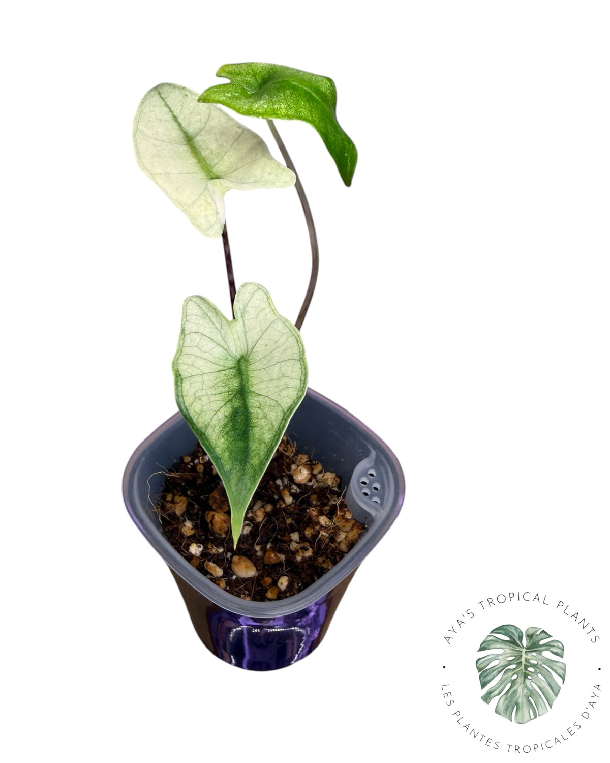 Alocasia Zebrina Mint