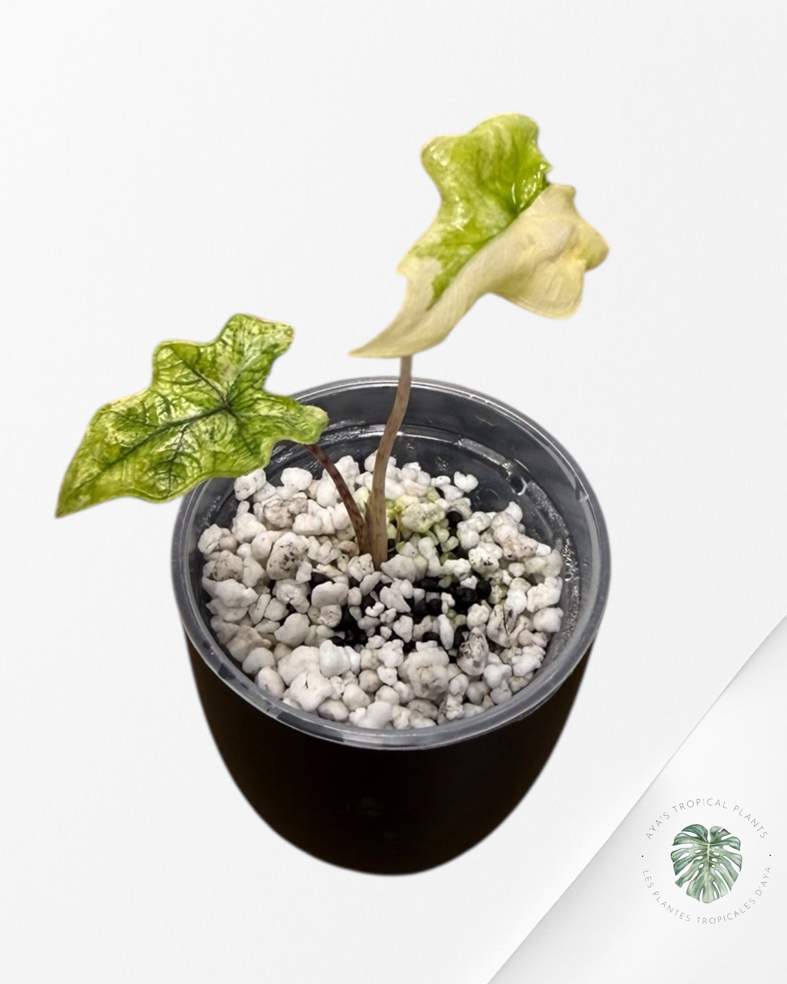 Alocasia Jacklyn Mystic Variegated