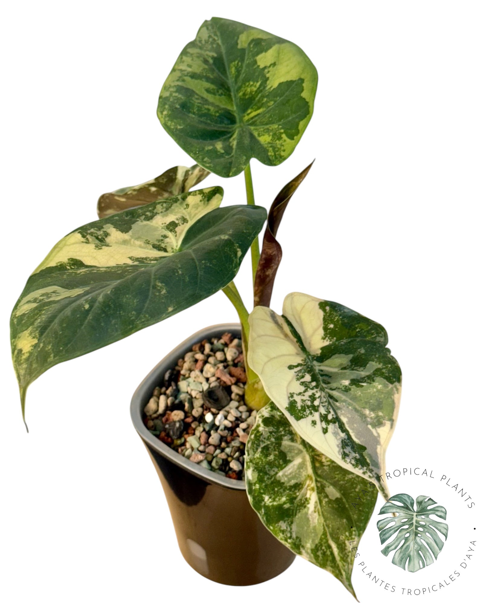 Alocasia Wentii Albo Pink Variegated