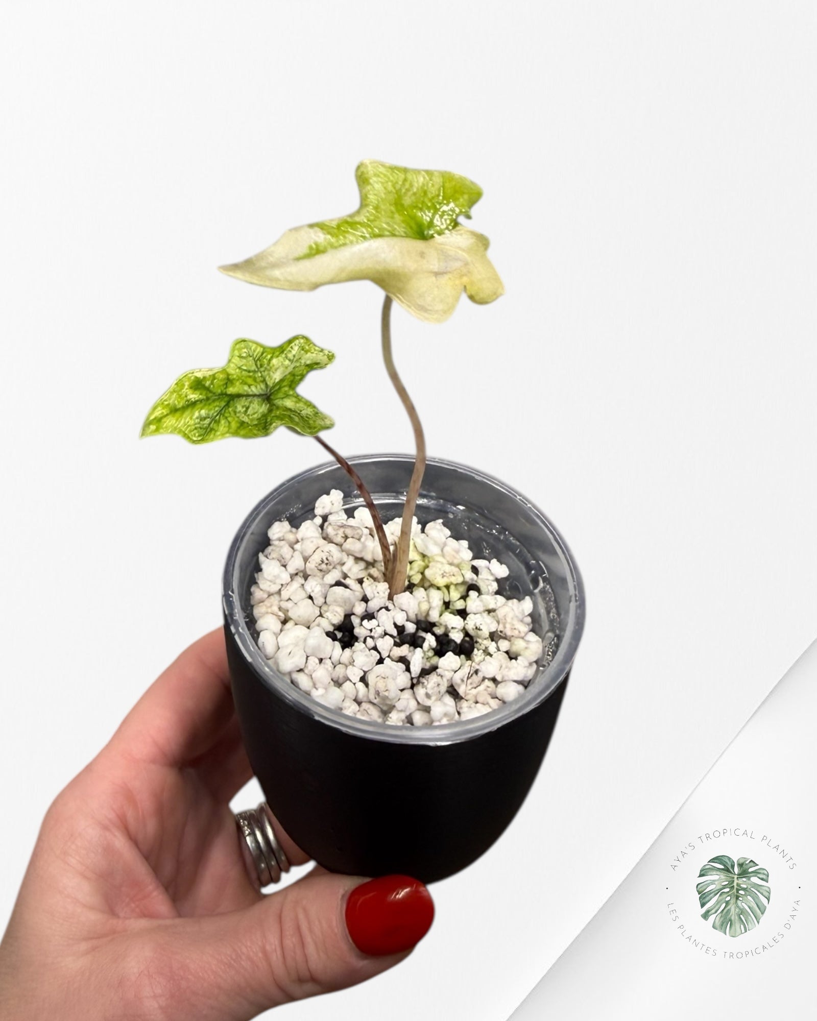 Alocasia Jacklyn Mystic Variegated