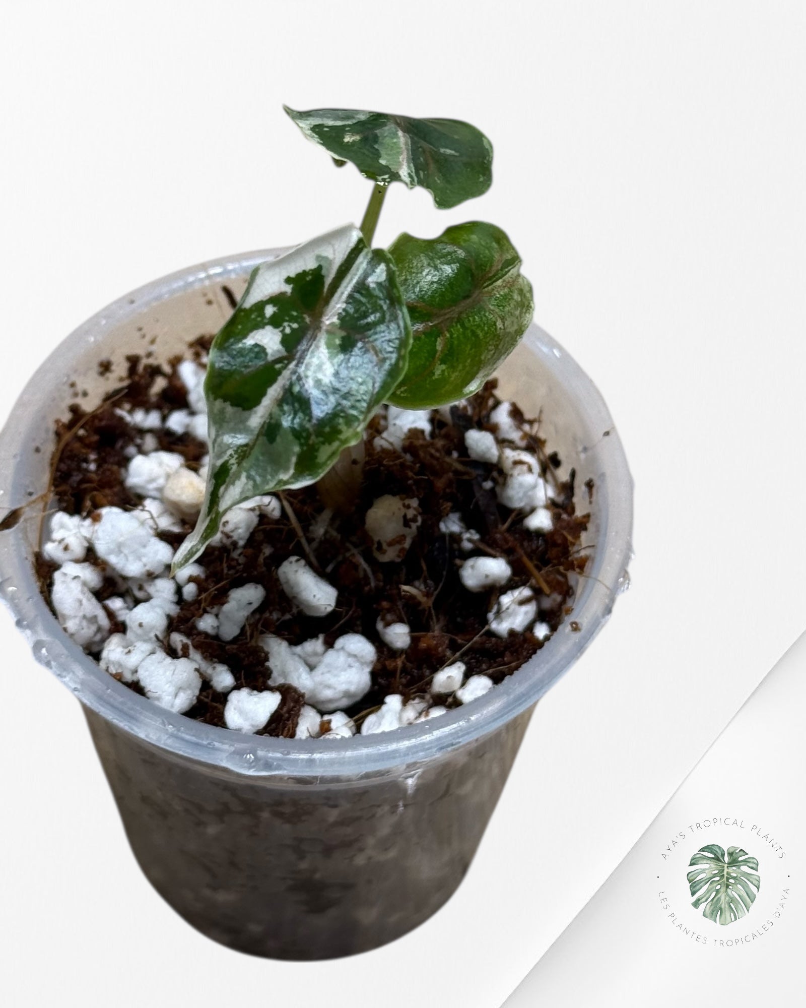 Alocasia Azlanii Variegated Pink| Rare TC Plant| Aya's Tropical Plants