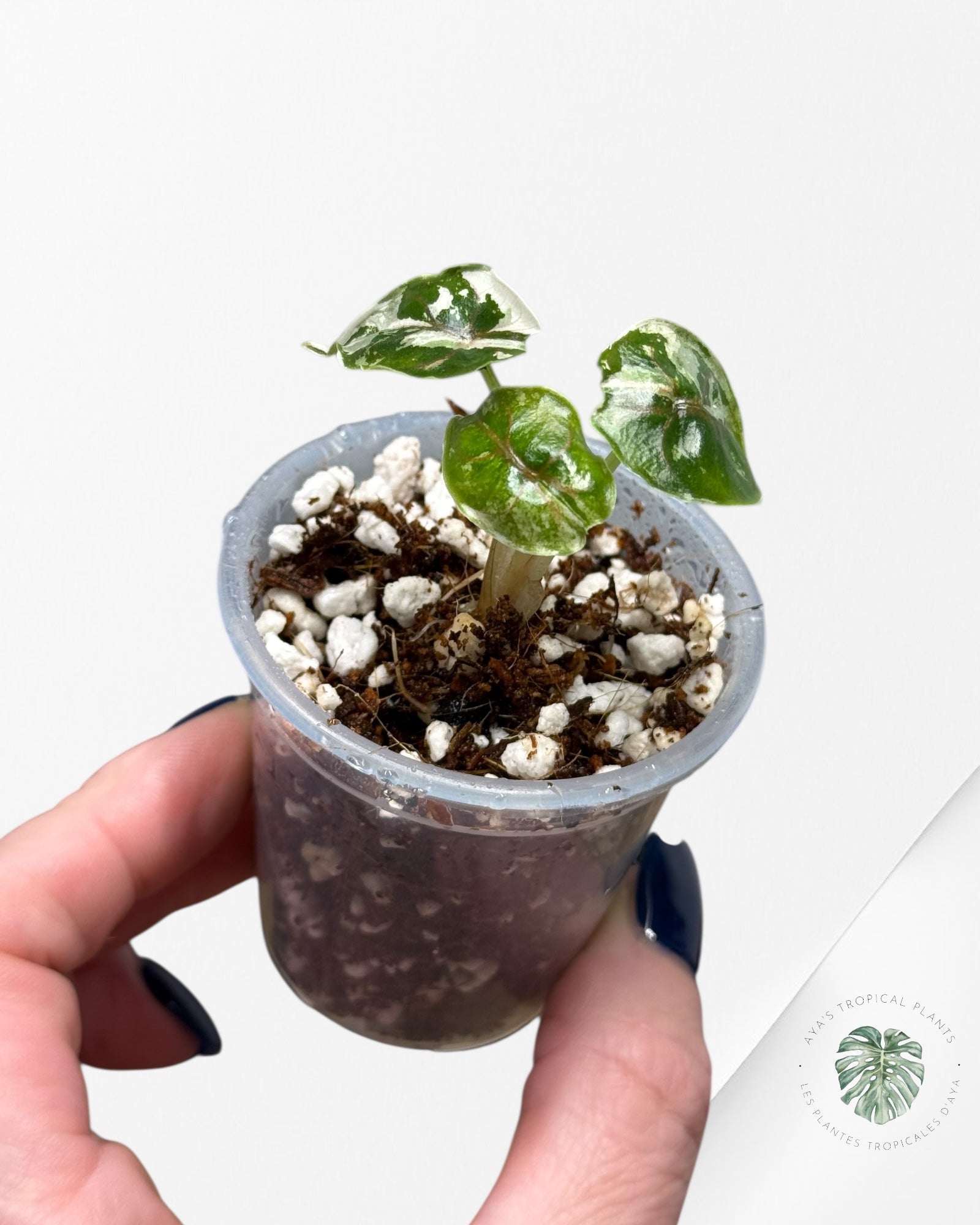 Alocasia Azlanii Variegated Pink| Rare TC Plant| Aya's Tropical Plants