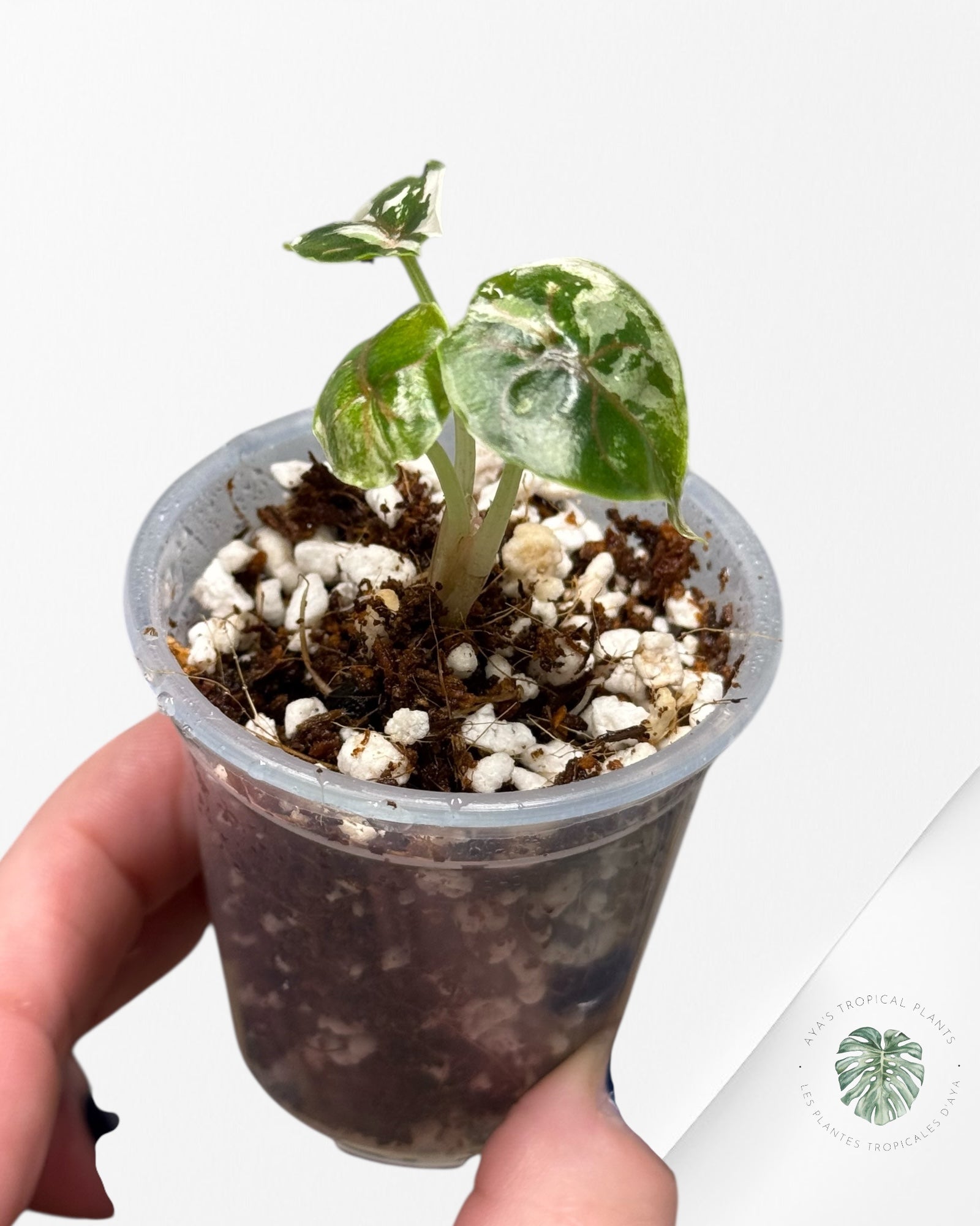 Alocasia Azlanii Variegated Pink| Rare TC Plant| Aya's Tropical Plants