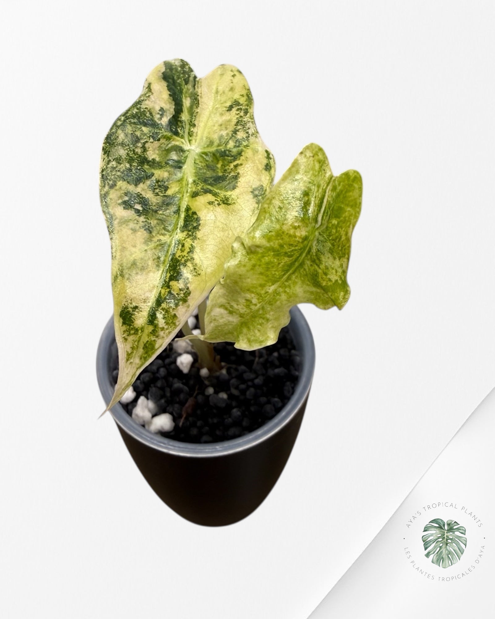 Alocasia Sanderiana ‘Bull’ Aurea Variegated