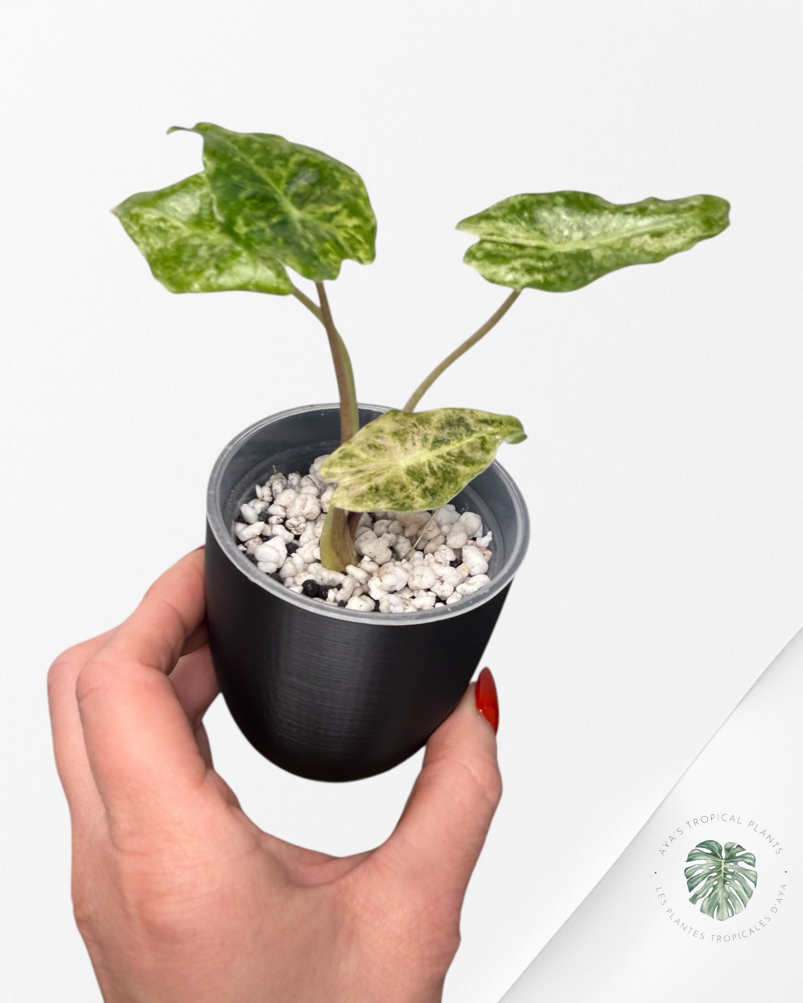 Alocasia Black Saturn 'Stardust' Variegated