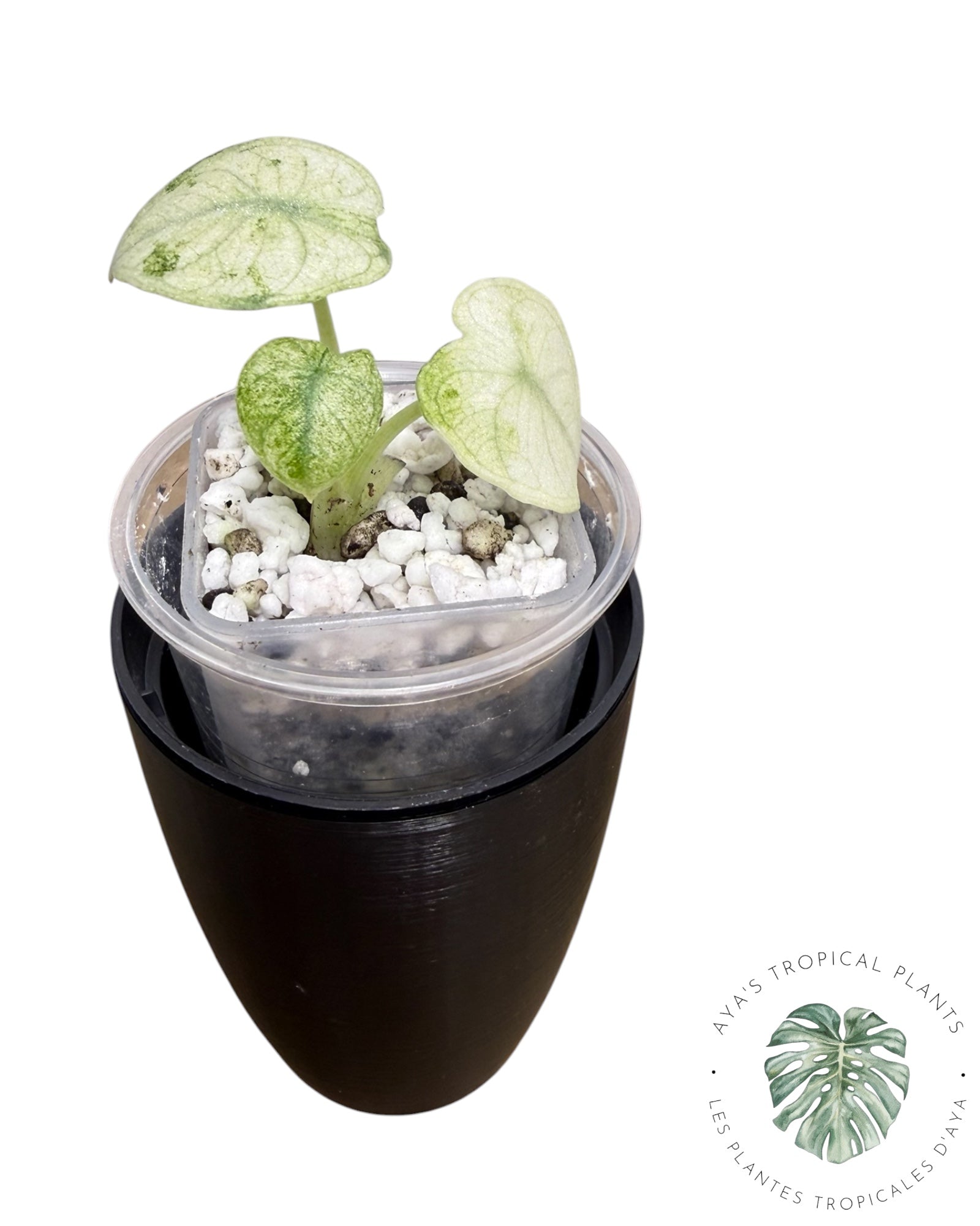 Alocasia Ninja Tricolor Variegated