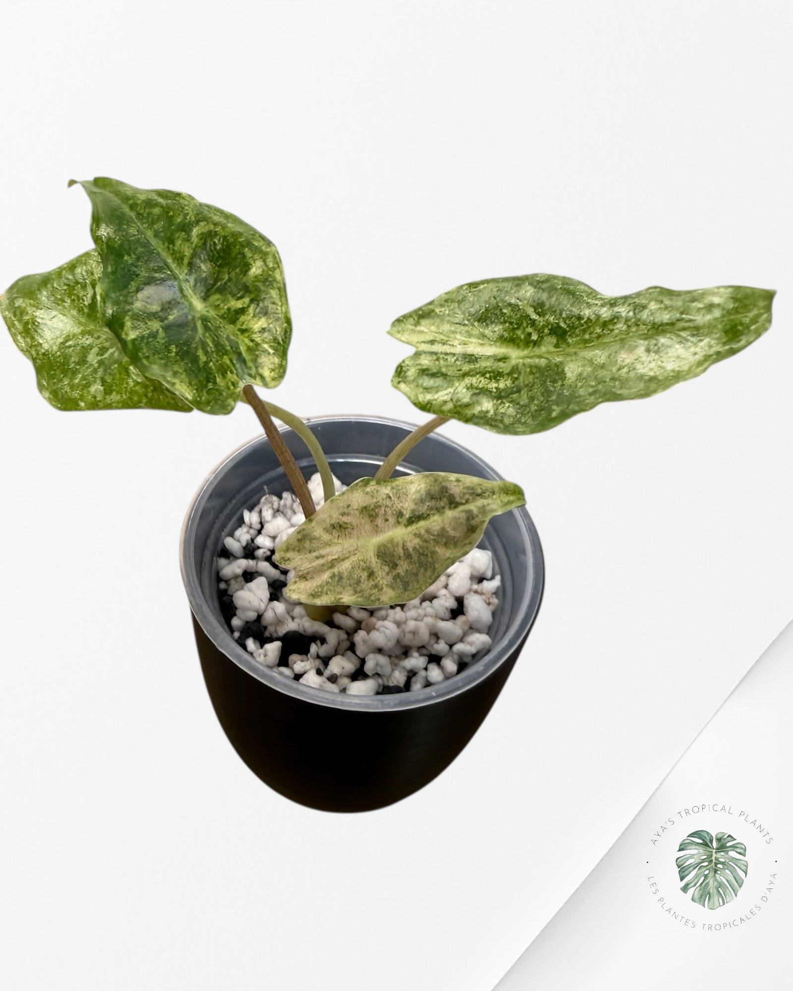 Alocasia Black Saturn 'Stardust' Variegated