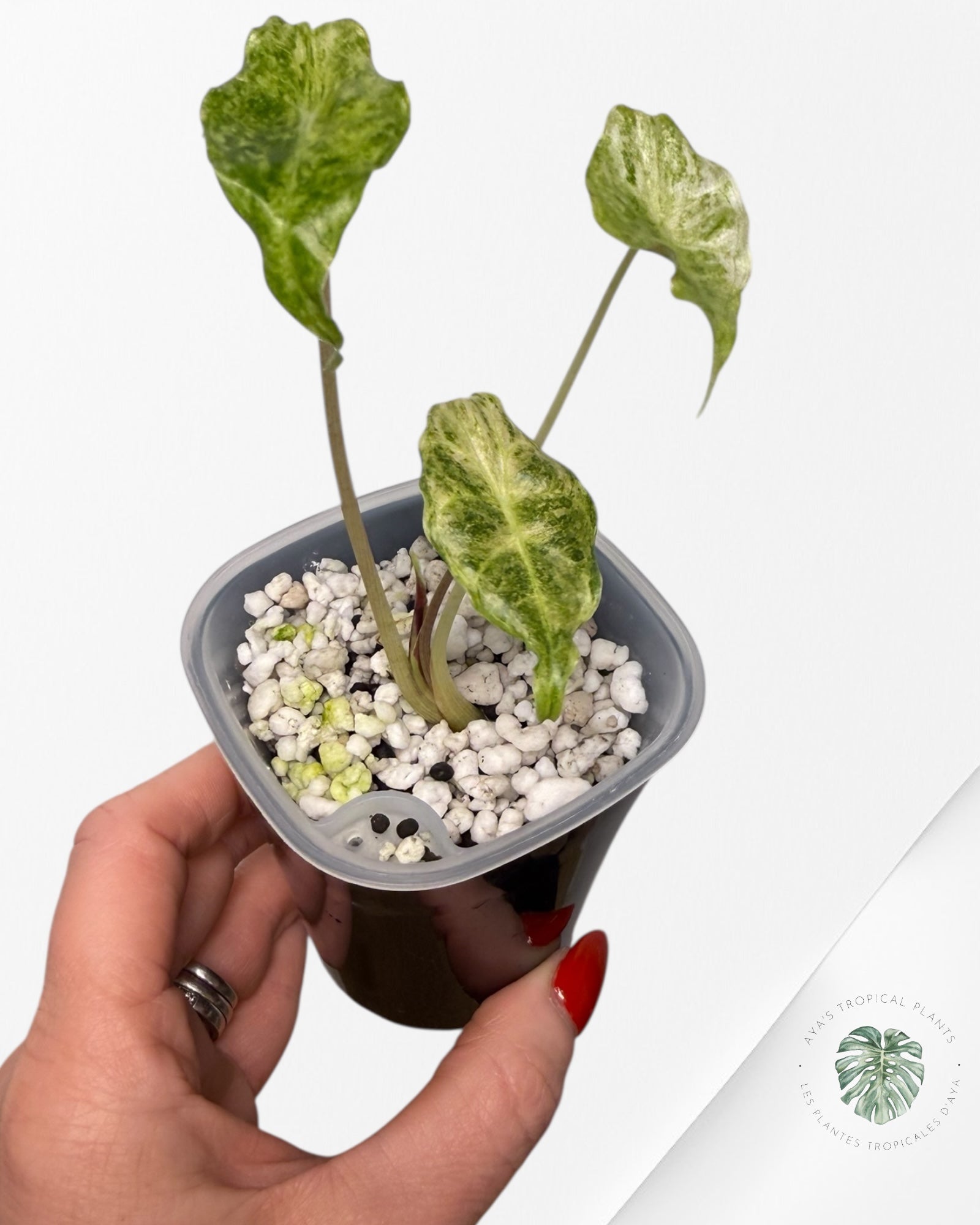 Alocasia Black Saturn 'Stardust' Variegated