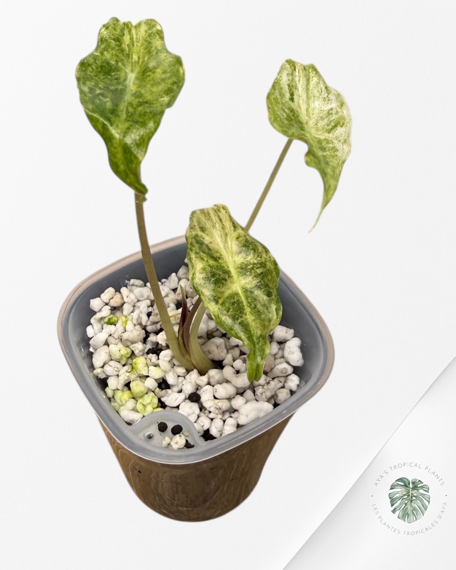 Alocasia Black Saturn 'Stardust' Variegated