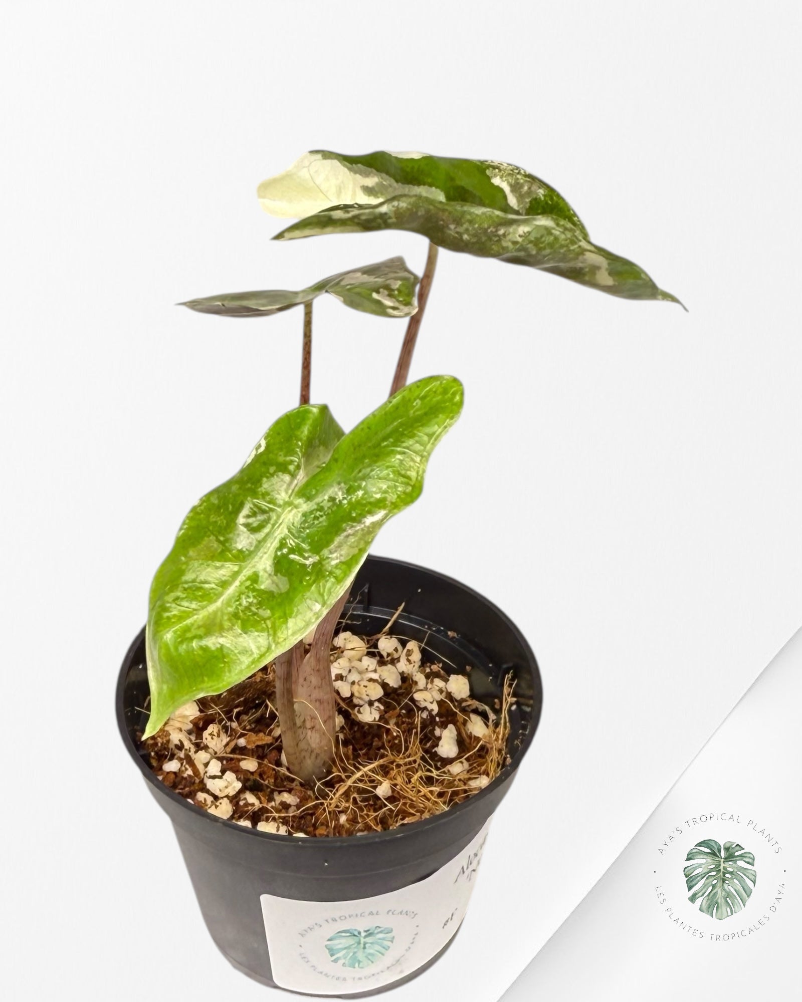 Alocasia Alocasia Pseudo Sanderiana Albo/Pink - P