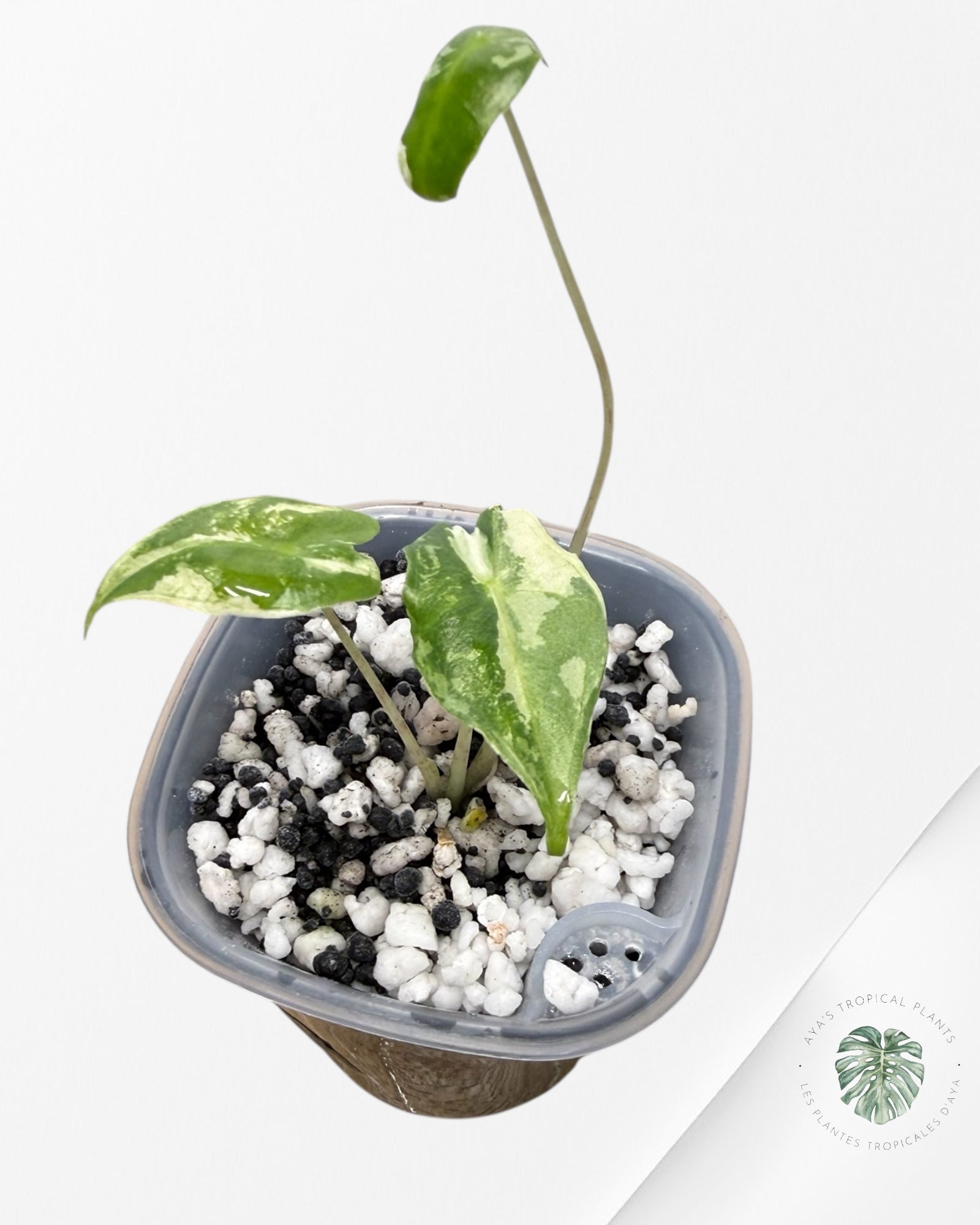 Alocasia Sarian Albo Variegated