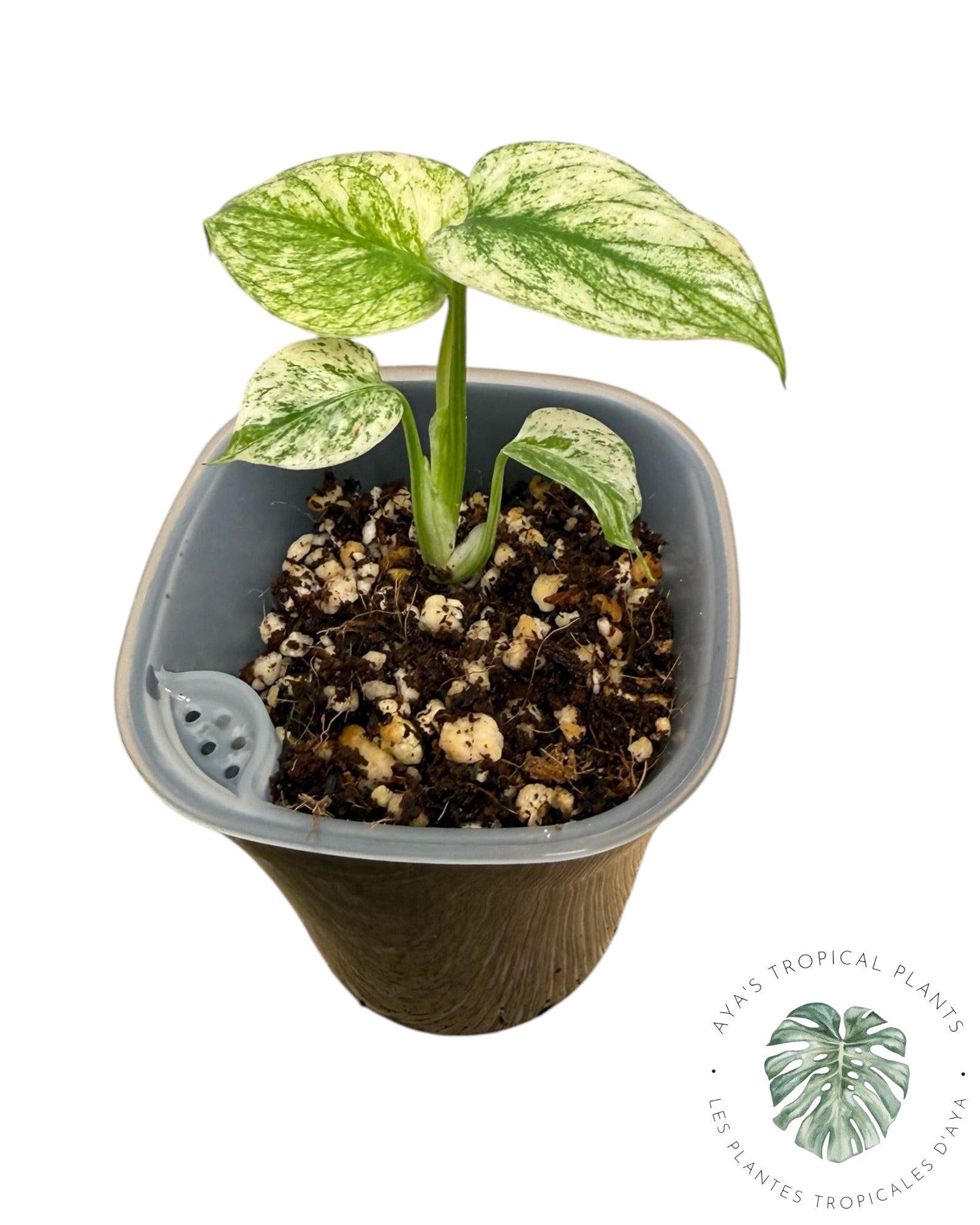 Monstera Monstre Blanc