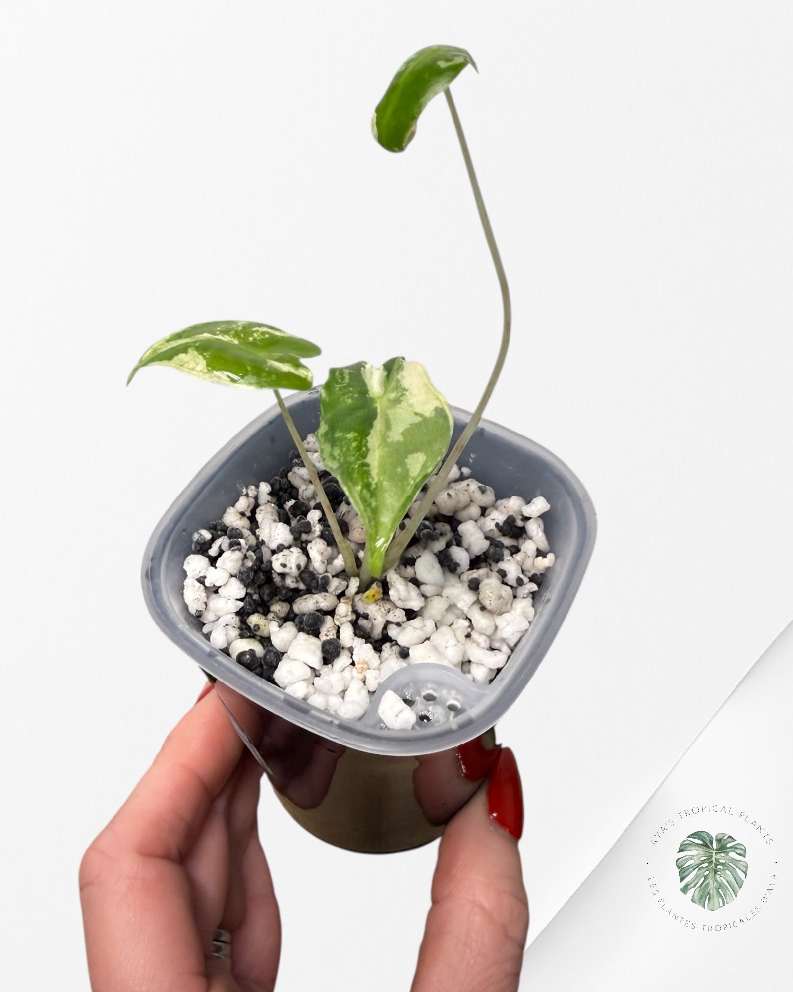 Alocasia Sarian Albo Variegated