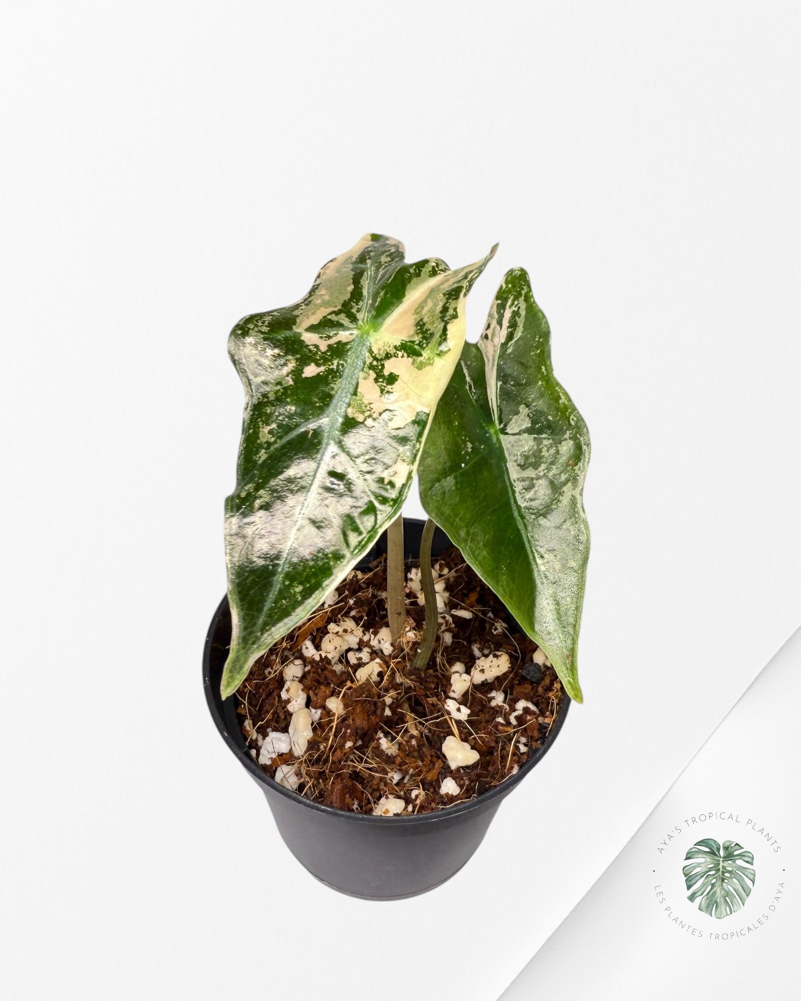 Alocasia Nobilis Variegated Pink - R