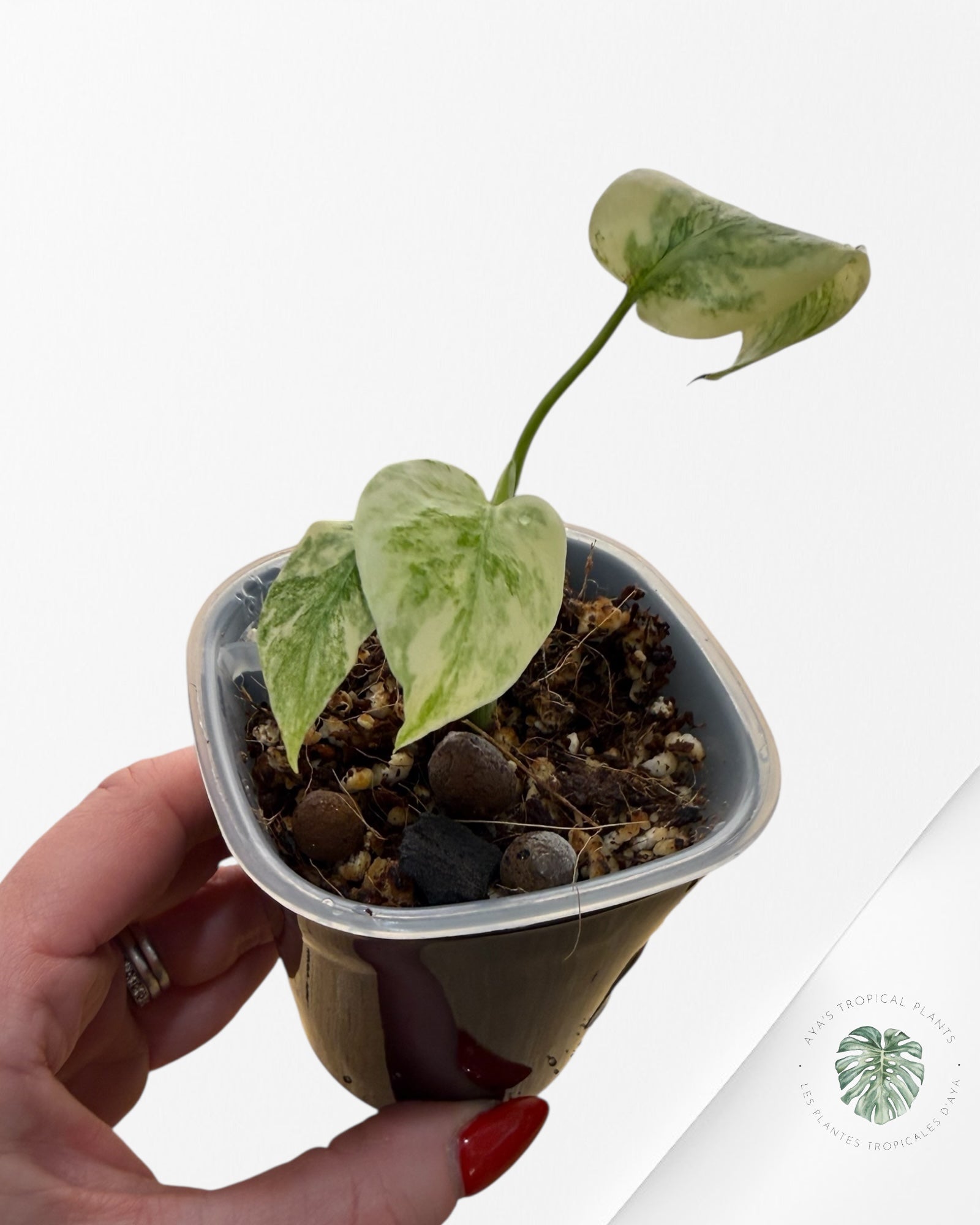 Monstera Deliciosa 'Legacy'