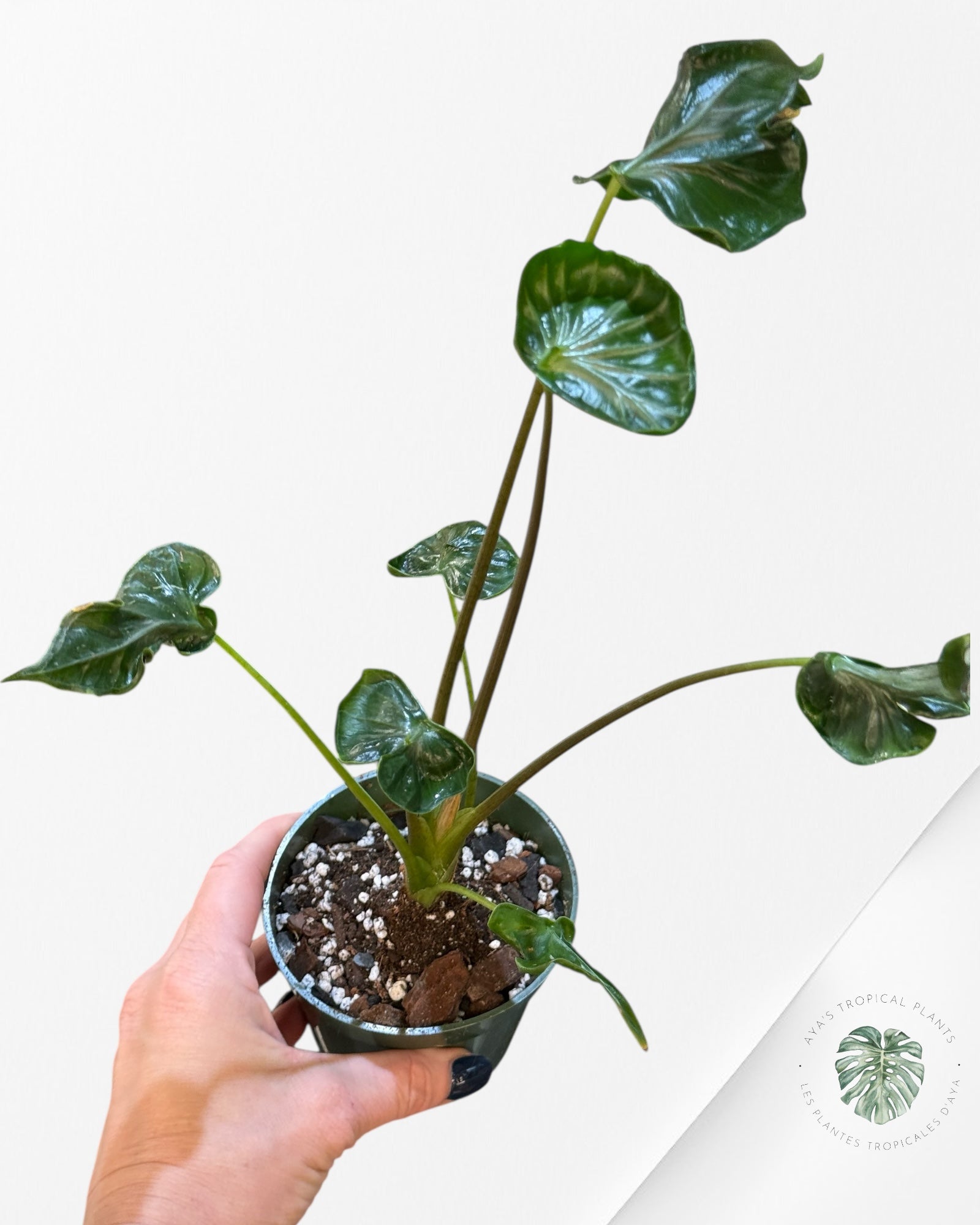 Alocasia Teletubbies | Aroid | Aya’s tropical plants