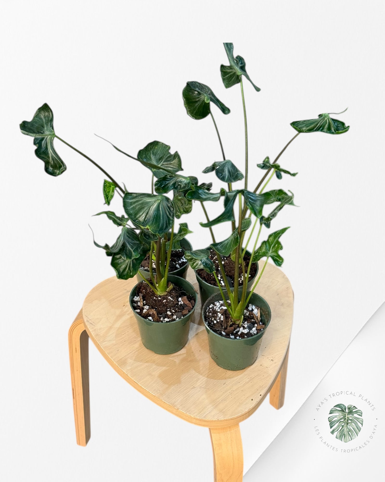 Alocasia Teletubbies | Aroid | Aya’s tropical plants